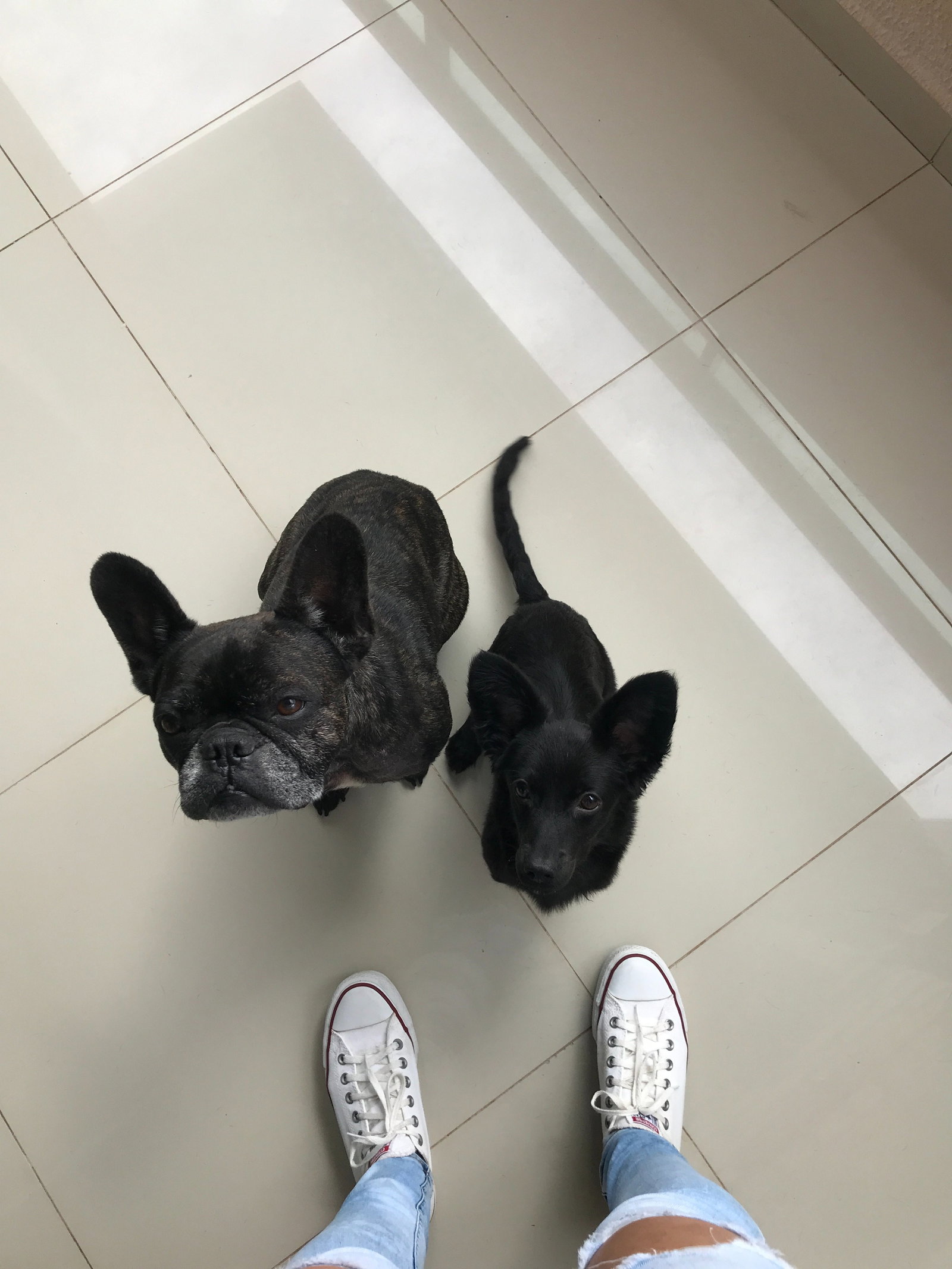 Caroline, pet sitter in Zoetermeer, photo 5