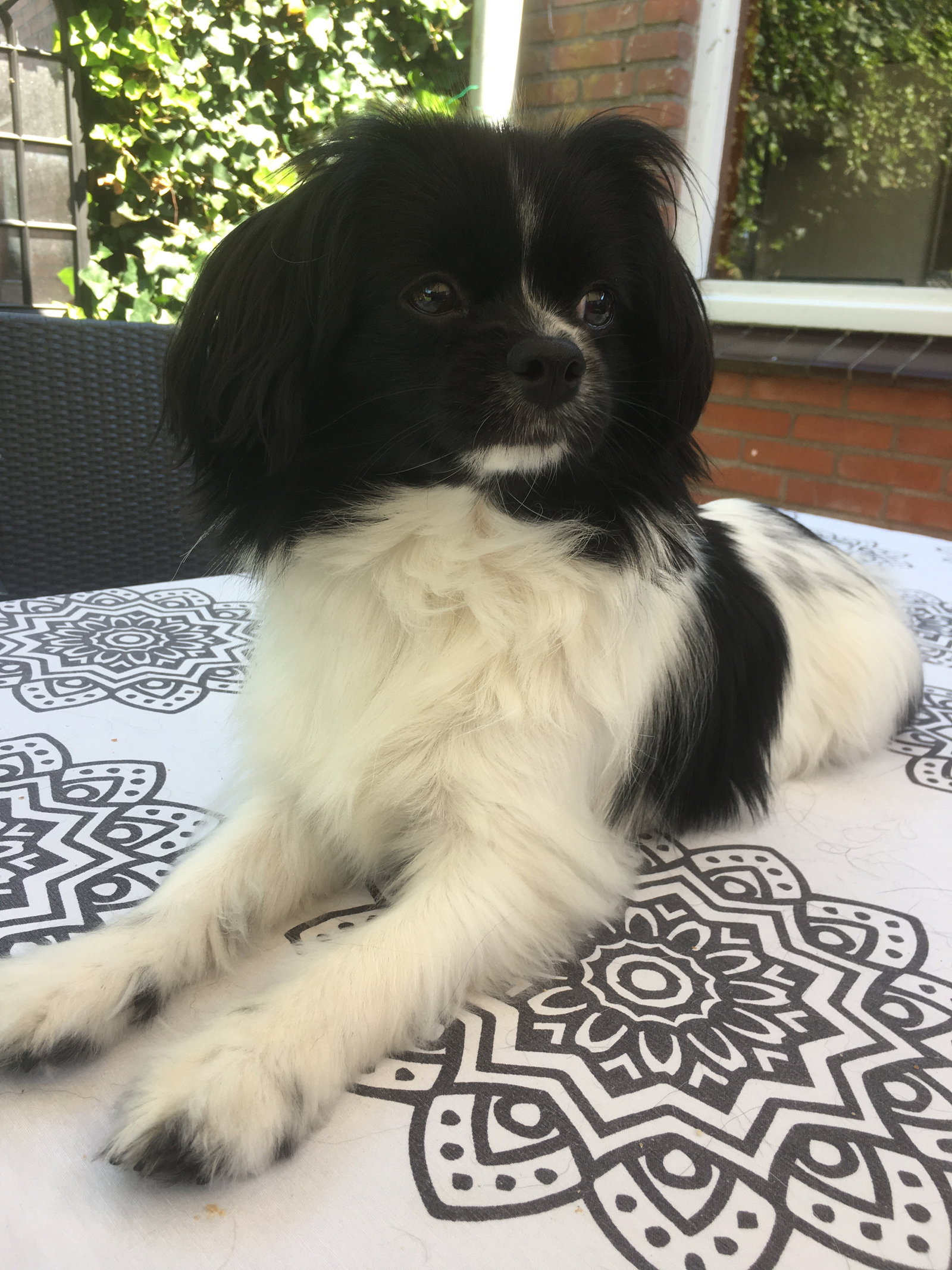 Bianca, pet sitter in oisterwijk, photo 2