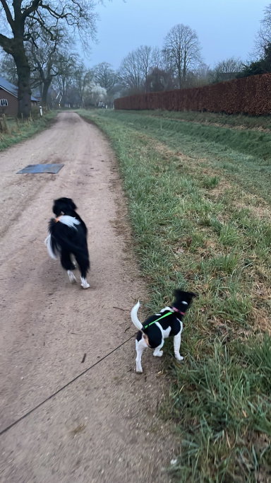 Maud, pet sitter in Keijenborg, photo 1