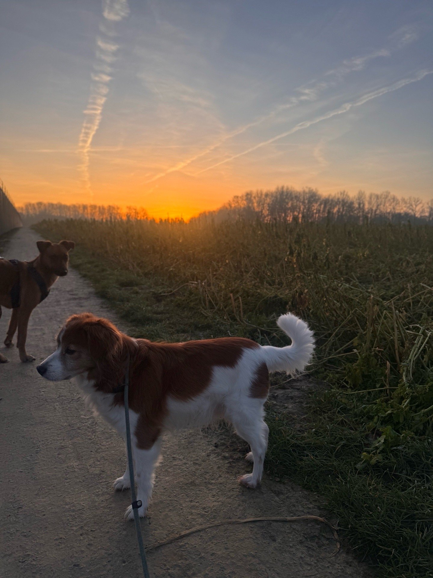 Lysanne, pet sitter in Wassenaar, photo 1