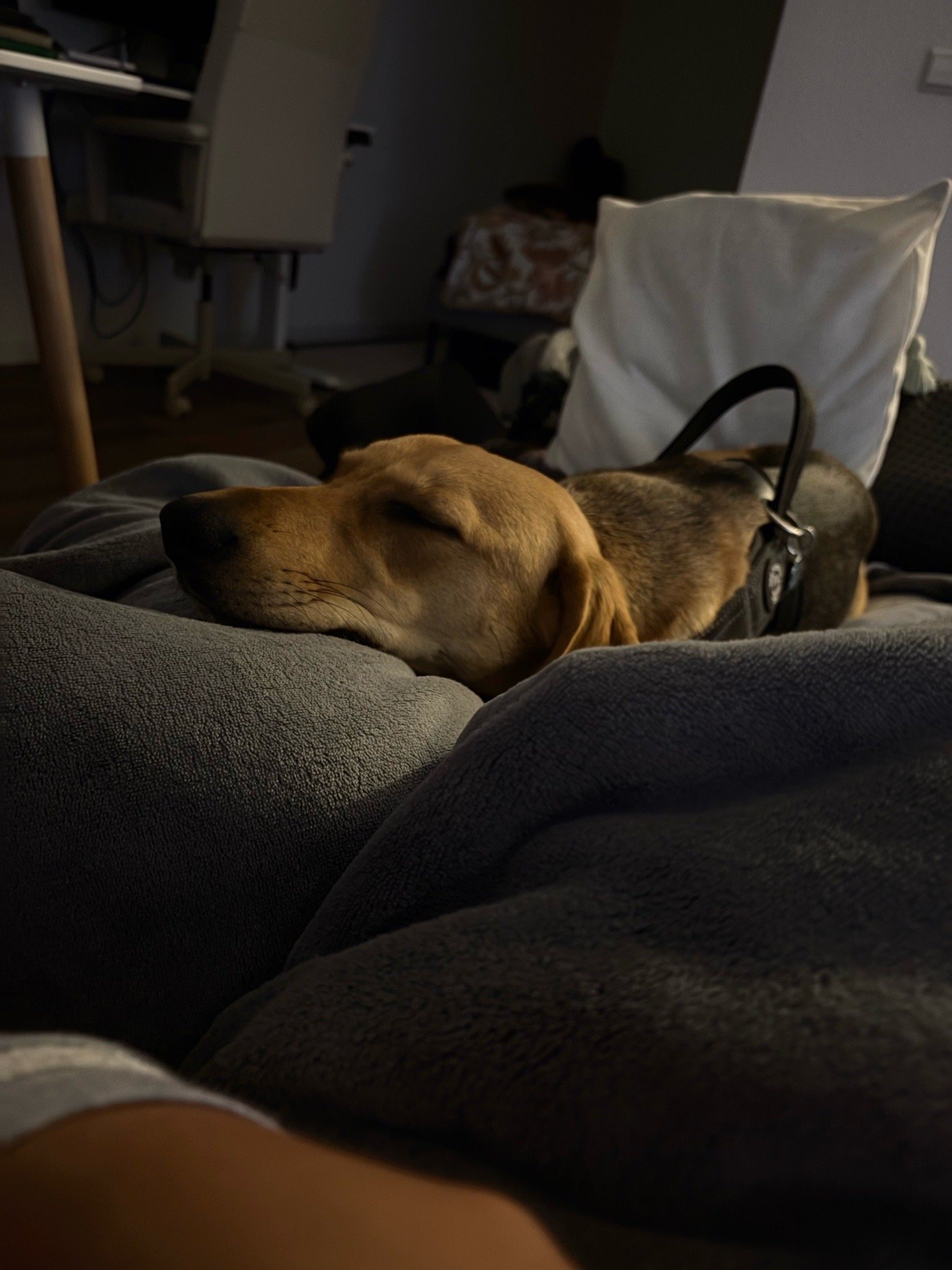 Nathalie, pet sitter in Amsterdam, photo 4