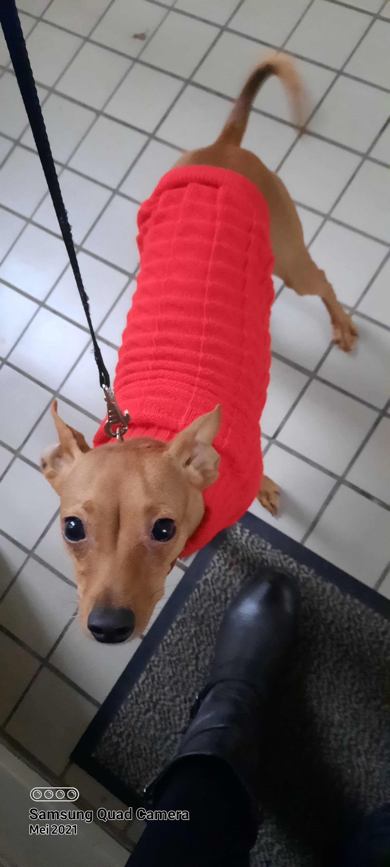 Lotus, pet sitter in Almere, photo 1
