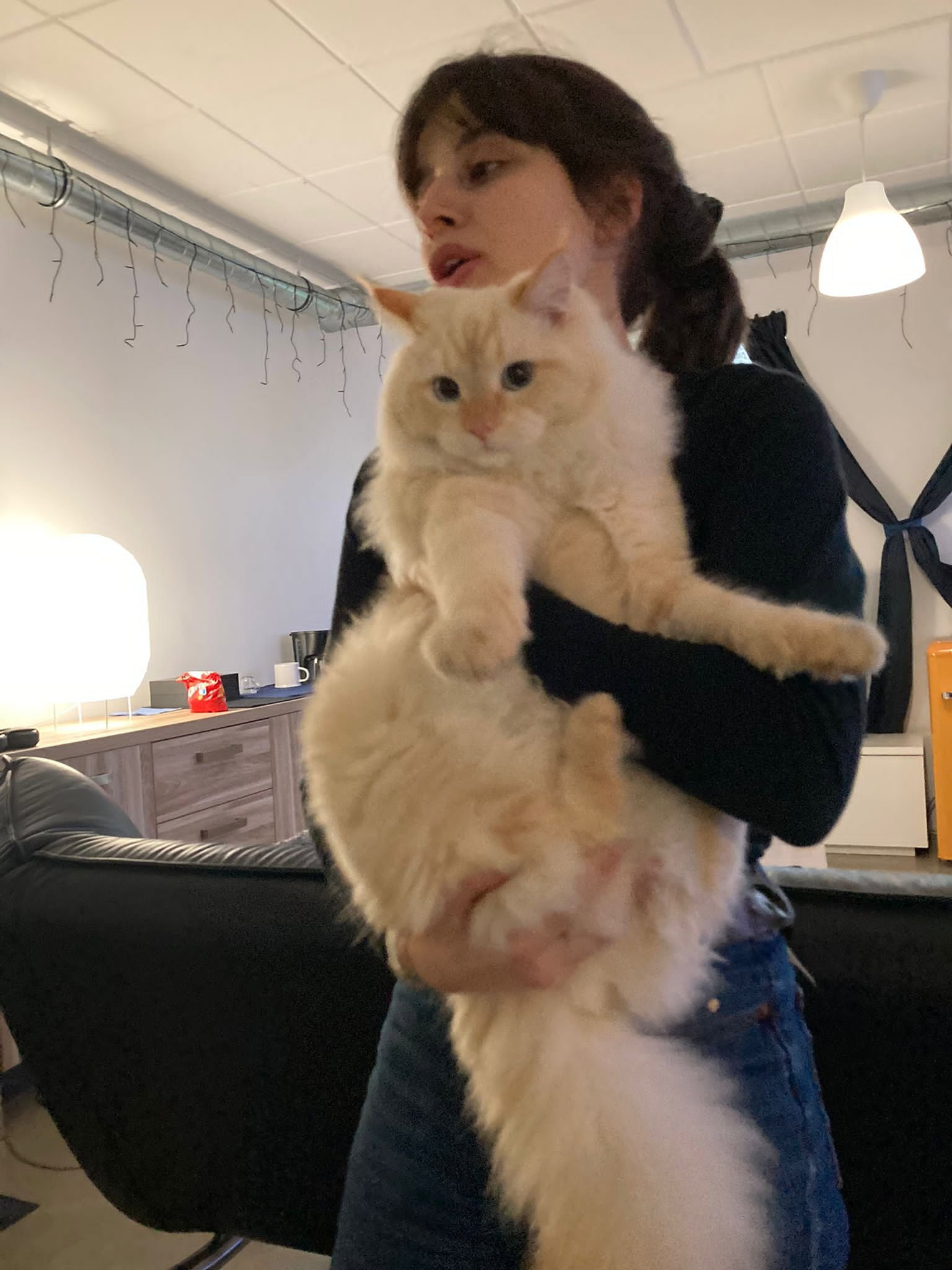 Ana Luisa, pet sitter in Eindhoven, photo 2