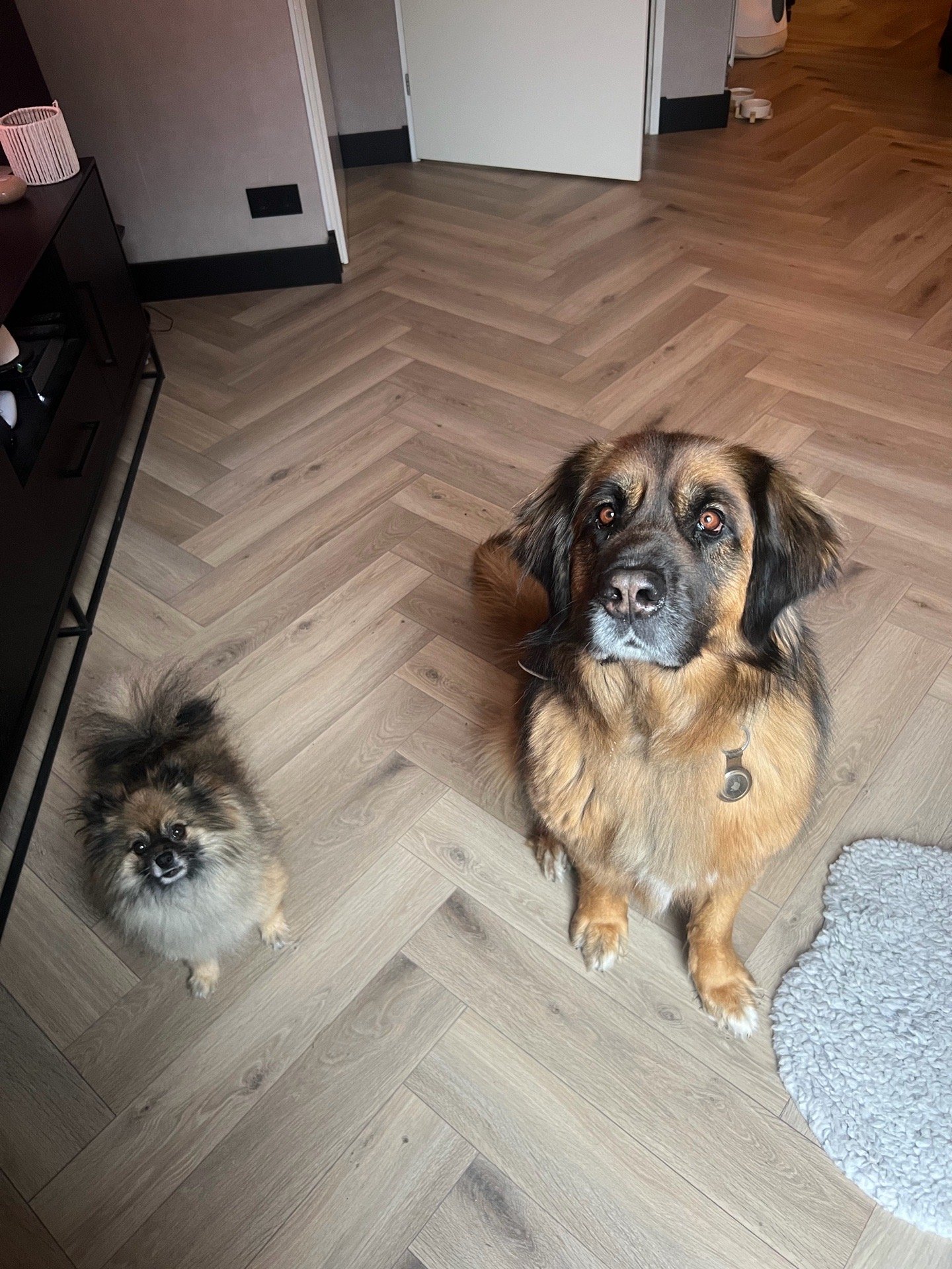 Sharona, pet sitter in Deventer, photo 3