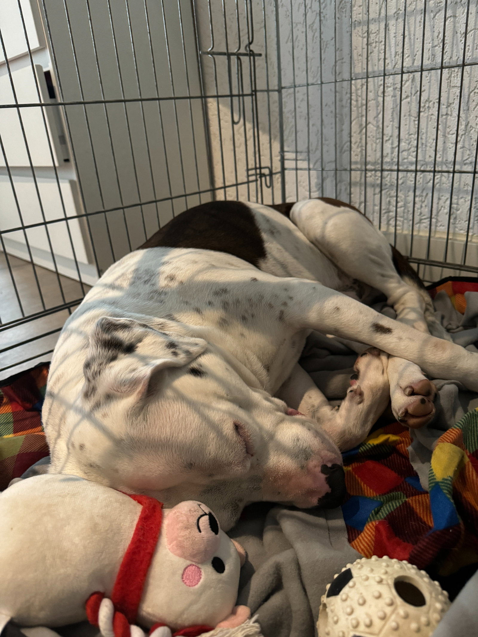 Amanda, pet sitter in Tilburg, photo 3