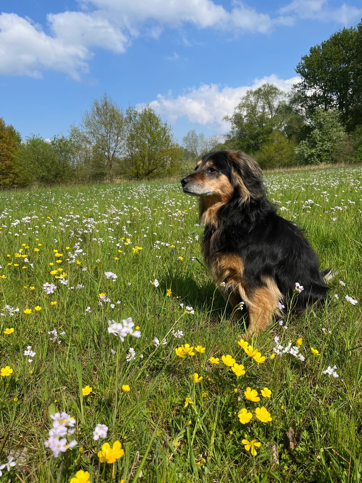 Anneli, pet sitter in Ockenfels, photo 5