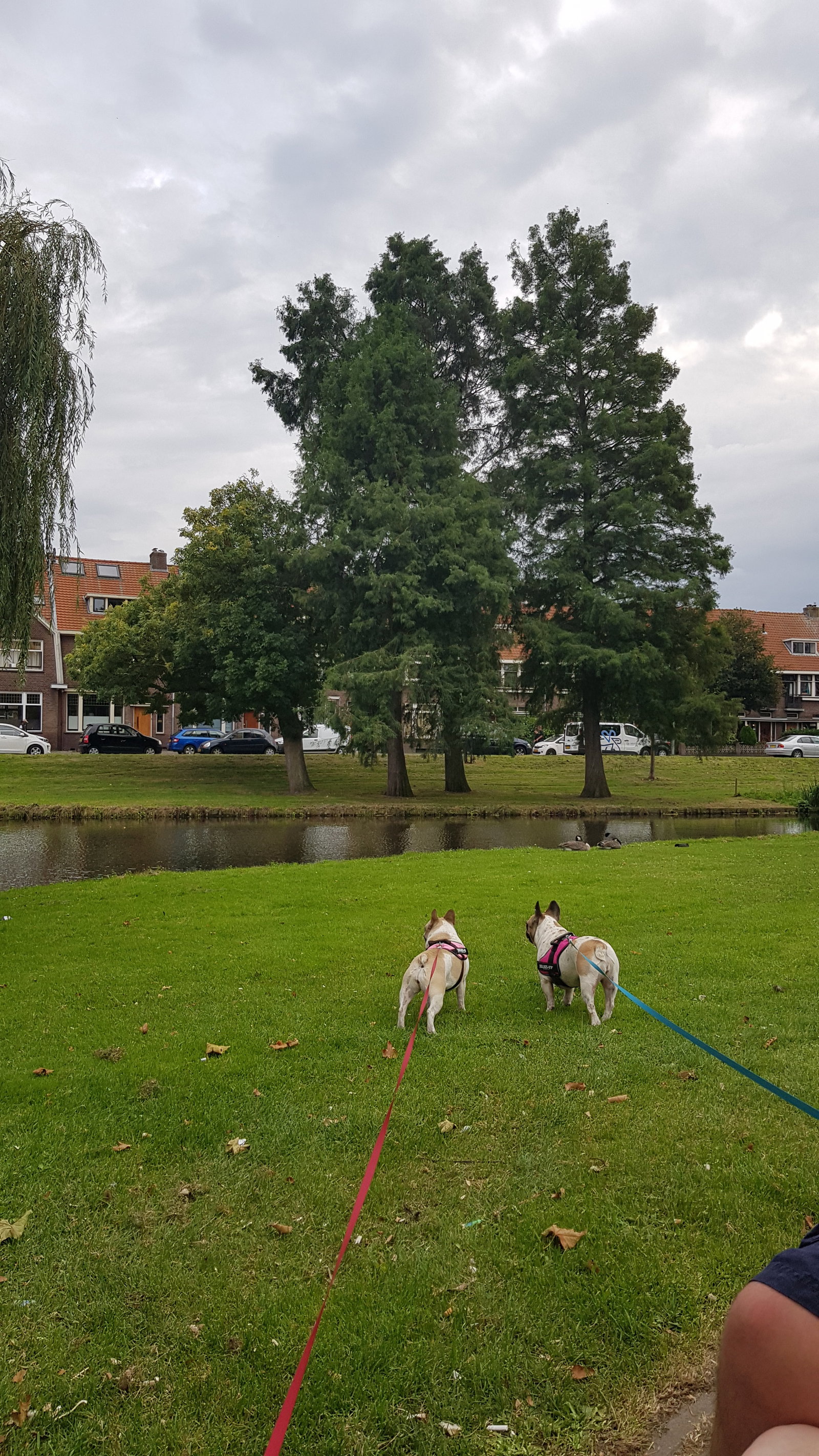 Vanessa & Douglas, pet sitter in Schiedam, photo 5