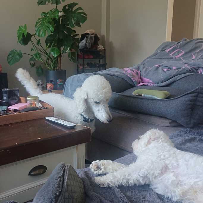 Anastasiya, pet sitter in Wassenaar, photo 3