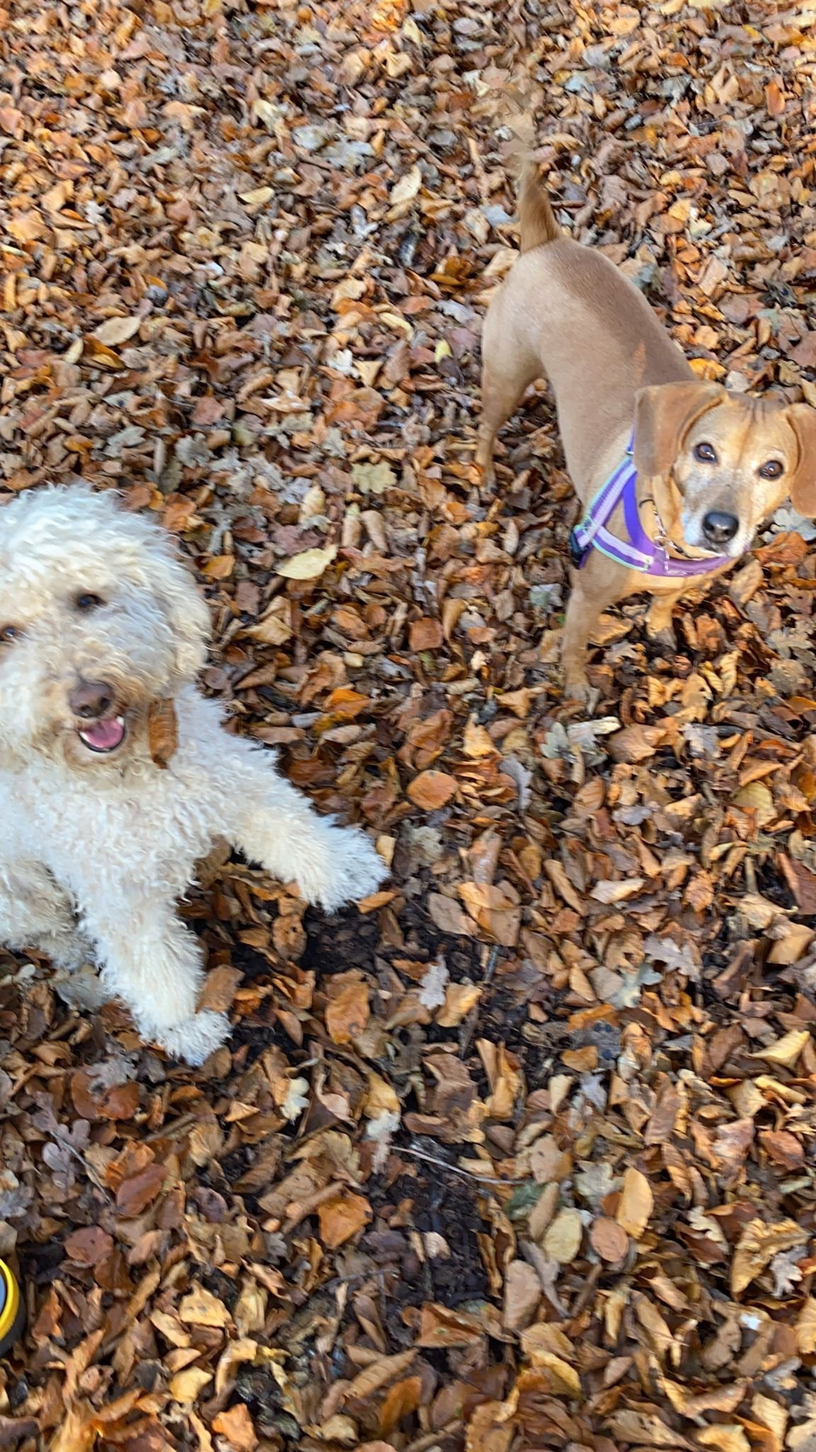 Femke, pet sitter in 's-Gravenhage, photo 2