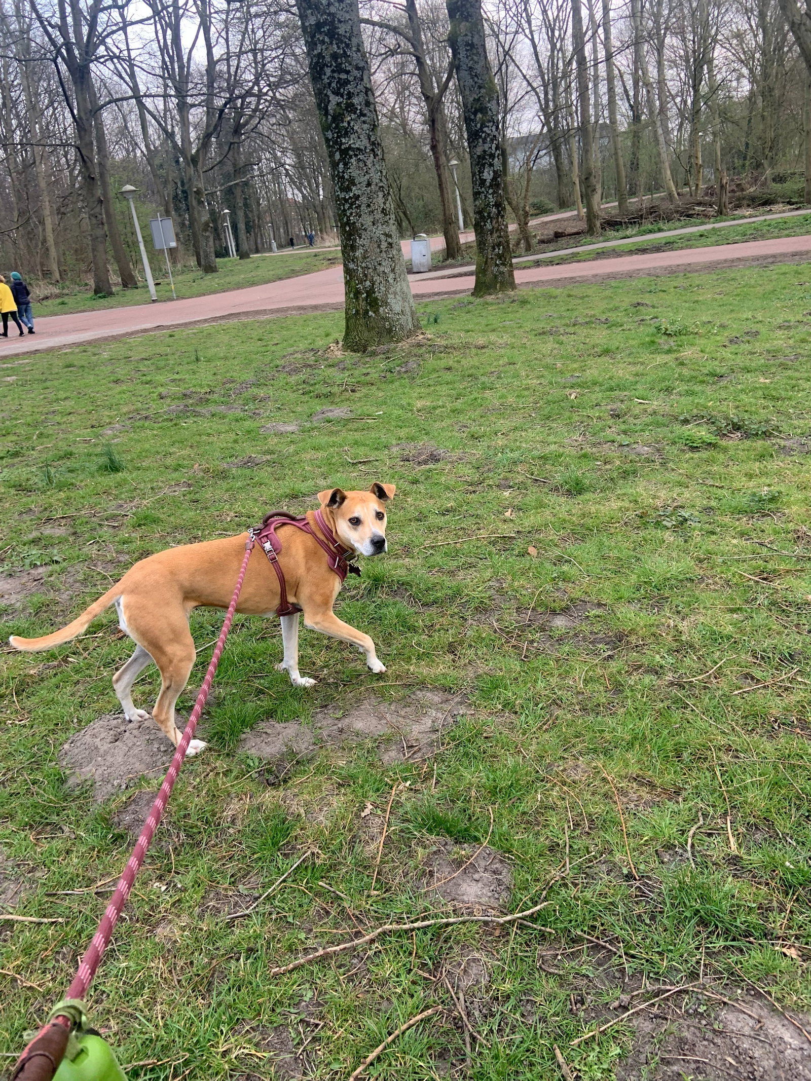 Claudia, dierenoppas in Amsterdam, foto 5