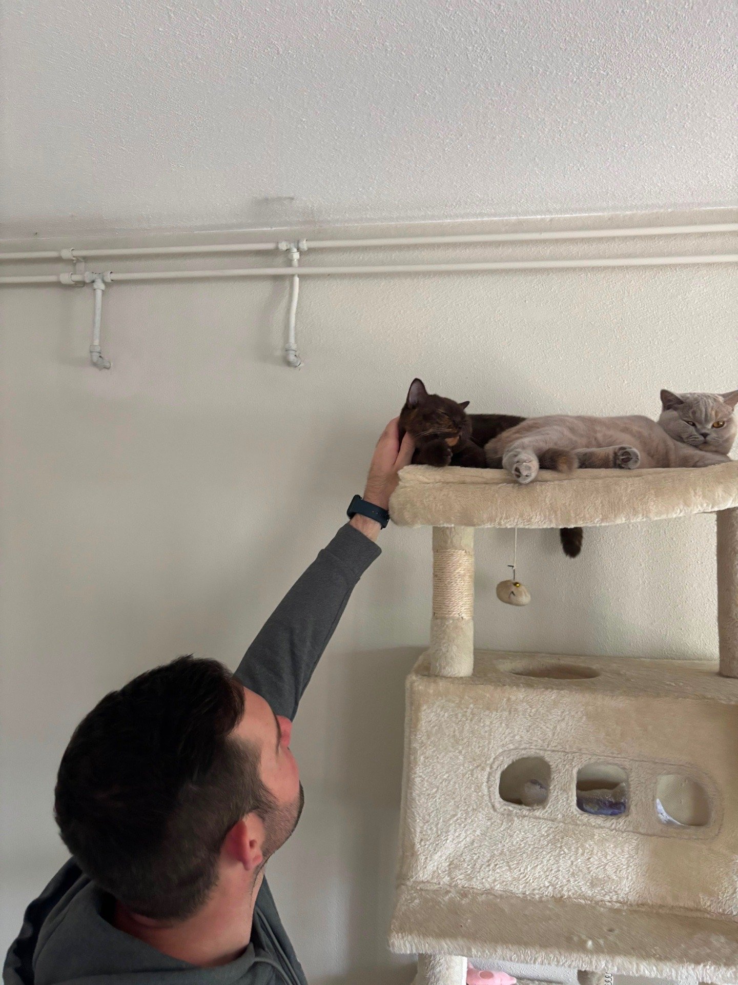 Daniel, pet sitter in Amsterdam, photo 3