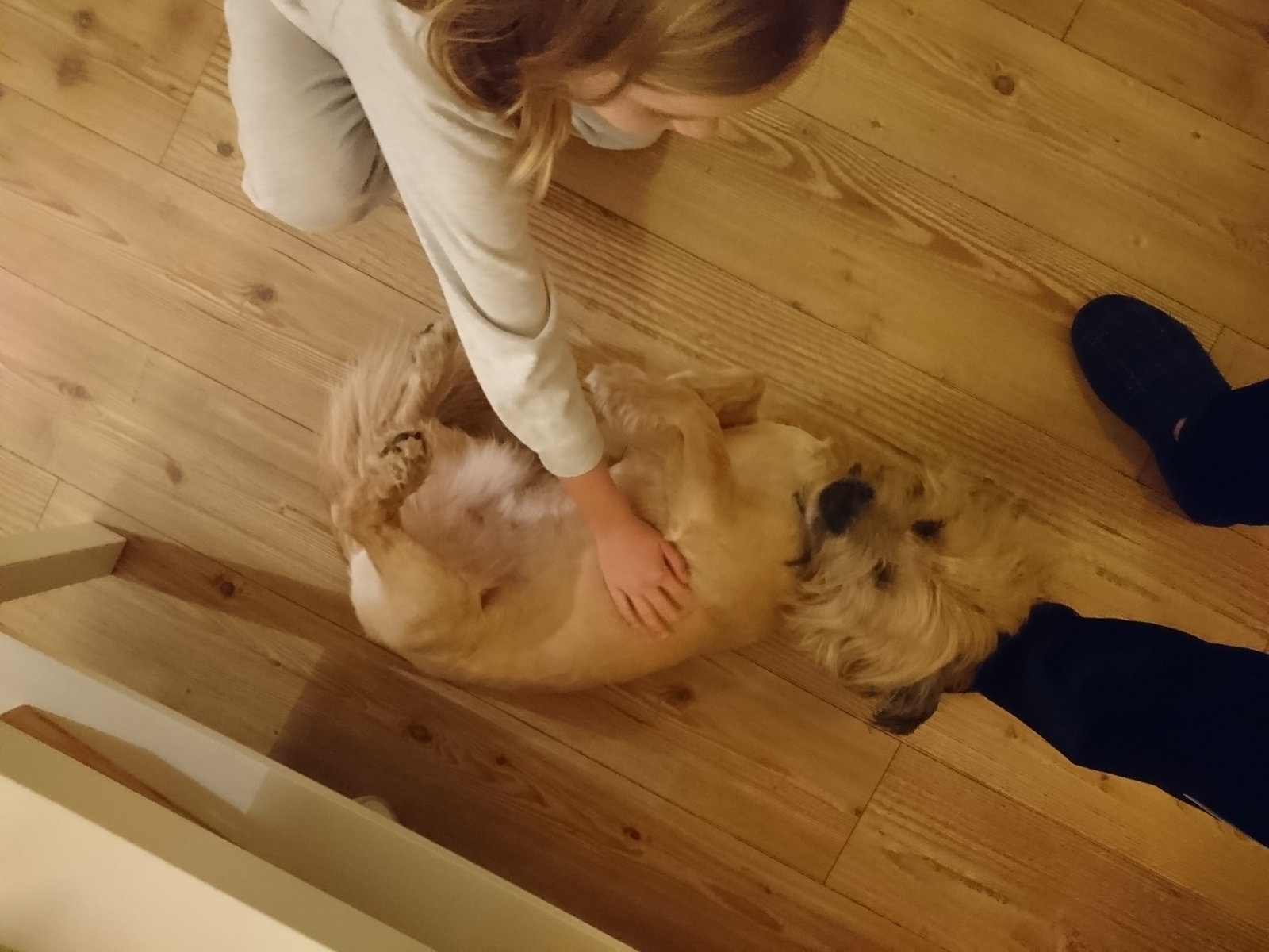 Lindsey, pet sitter in Assendelft, photo 1
