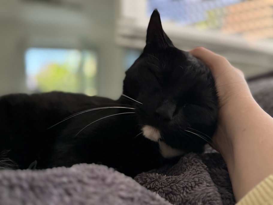 Katrin, pet sitter in München, photo 2