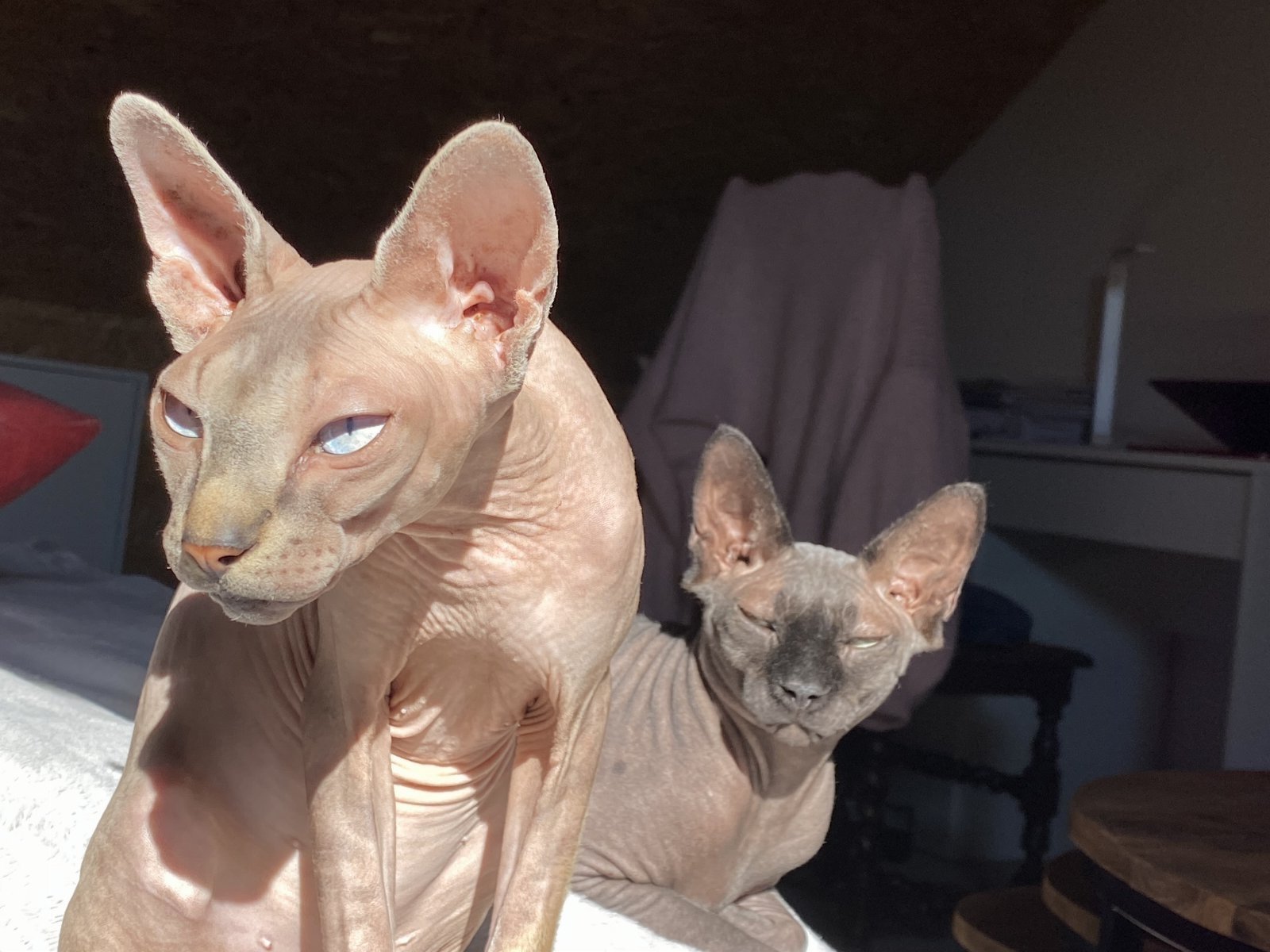 Axelle, pet sitter in Lessines, photo 2
