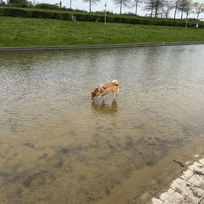 Jue, pet sitter in Almere, photo 4