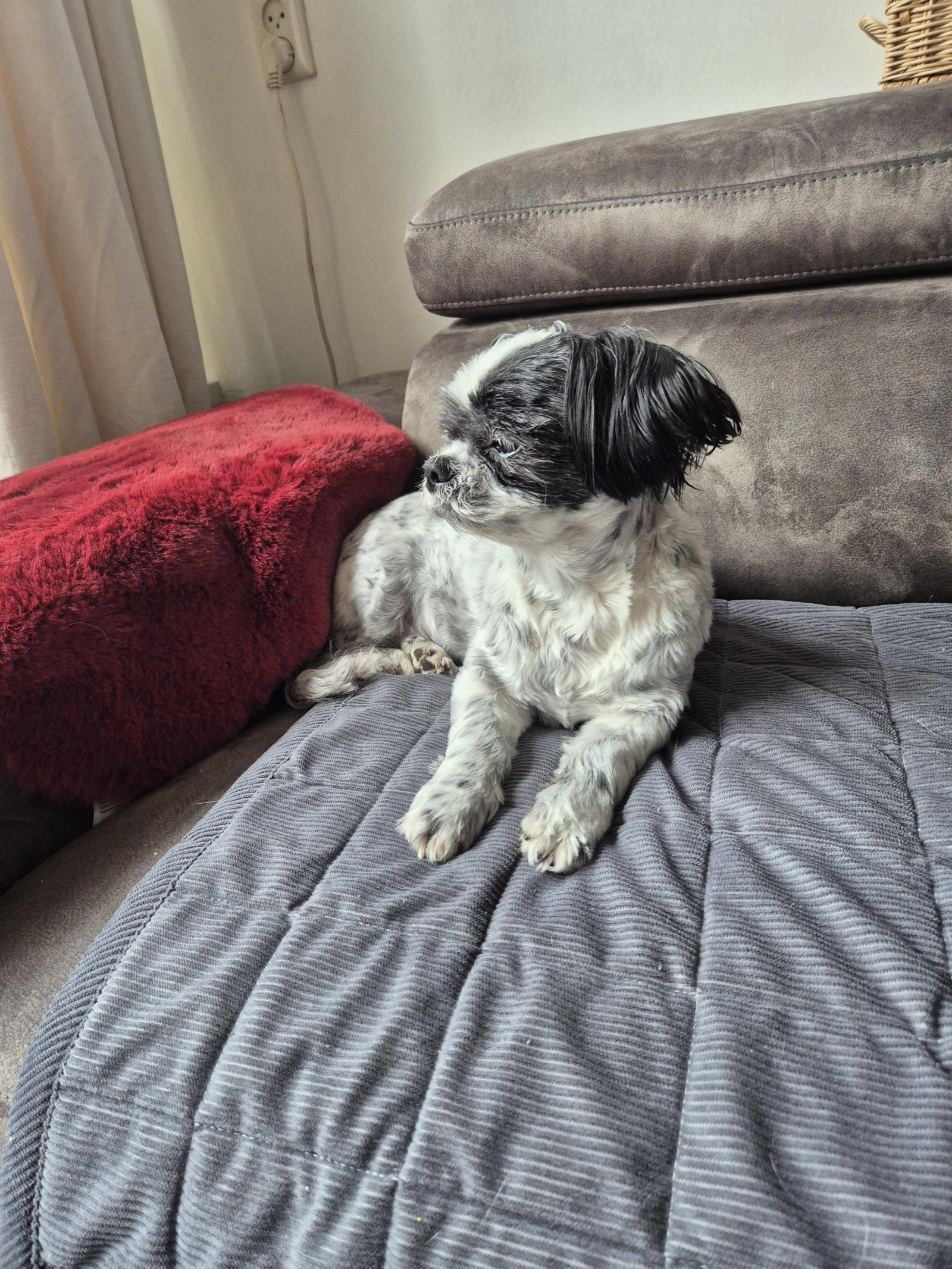 Dirk & Jocelyn, pet sitter in Wijckel, photo 2