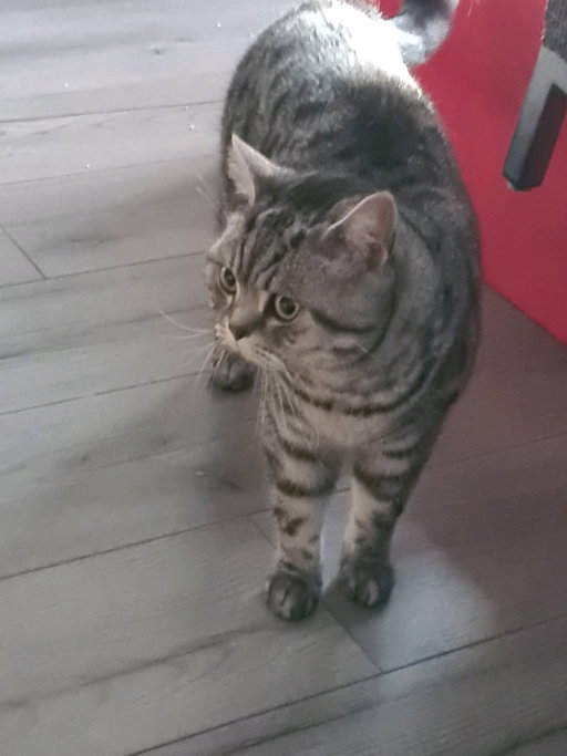 Sabine, pet sitter in 's-Gravenhage, photo 5