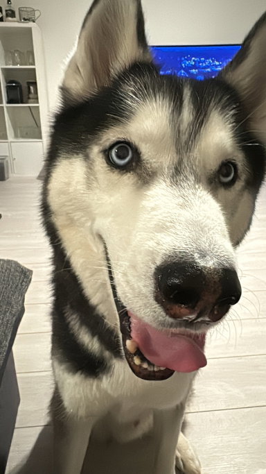 Seda, pet sitter in Amsterdam, photo 1
