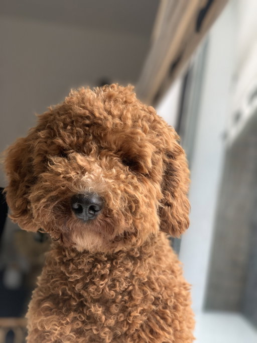 Romy, pet sitter in Krimpen aan den IJssel, photo 1