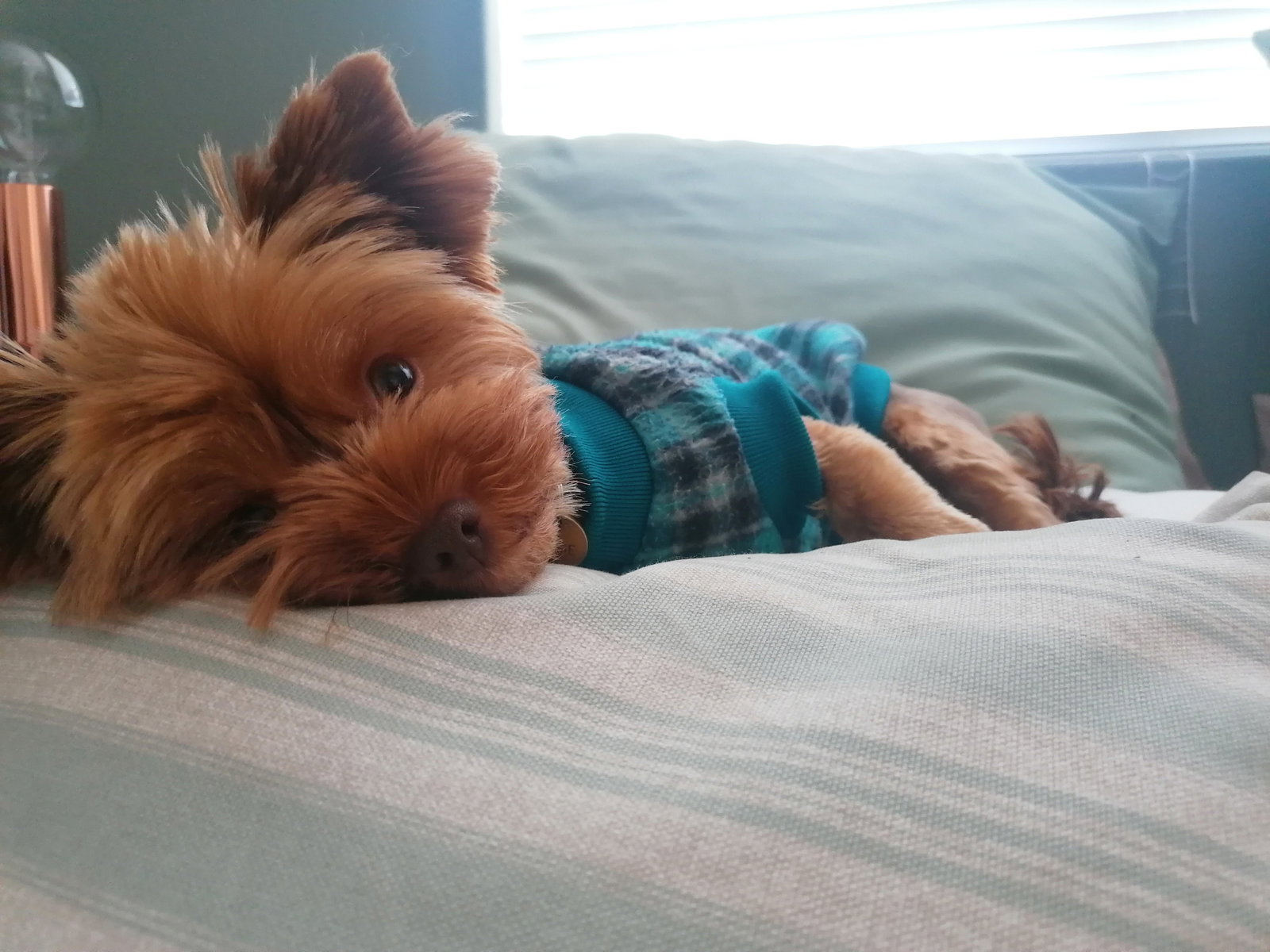 Wilma, pet sitter in Den Haag, photo 4