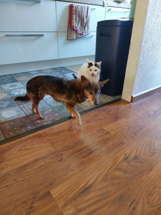 Roberto, pet sitter in Middelburg, photo 3