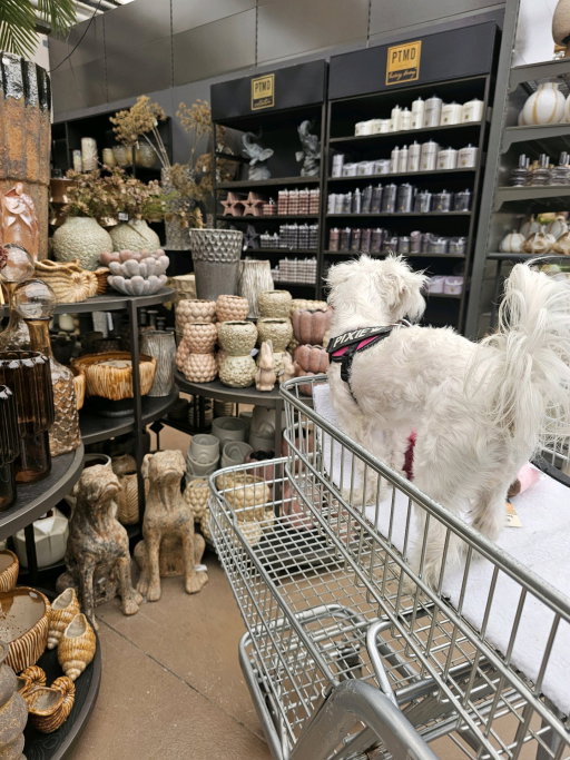Melissa, pet sitter in Maren Kessel, photo 4