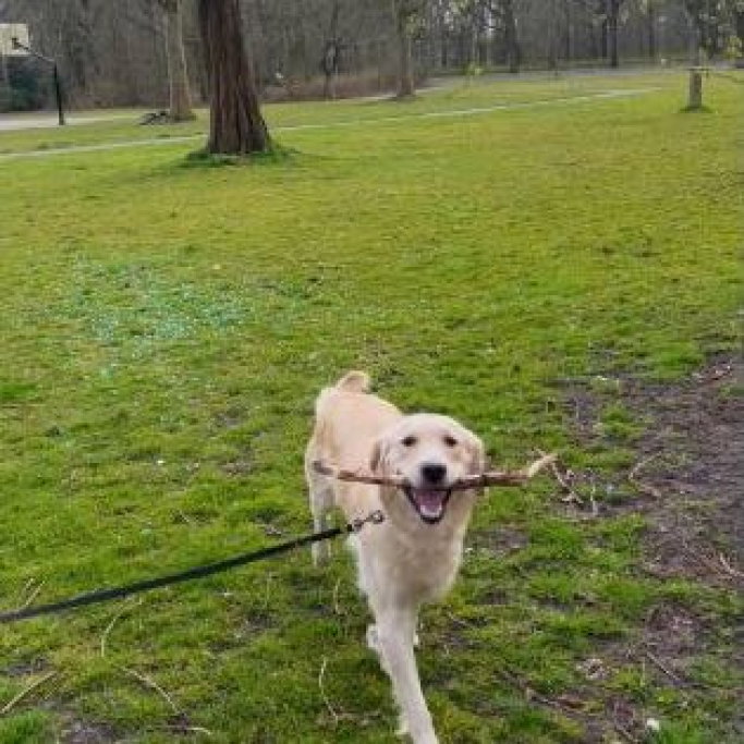 Iza Vie, pet sitter in 's-Gravenhage, photo 2