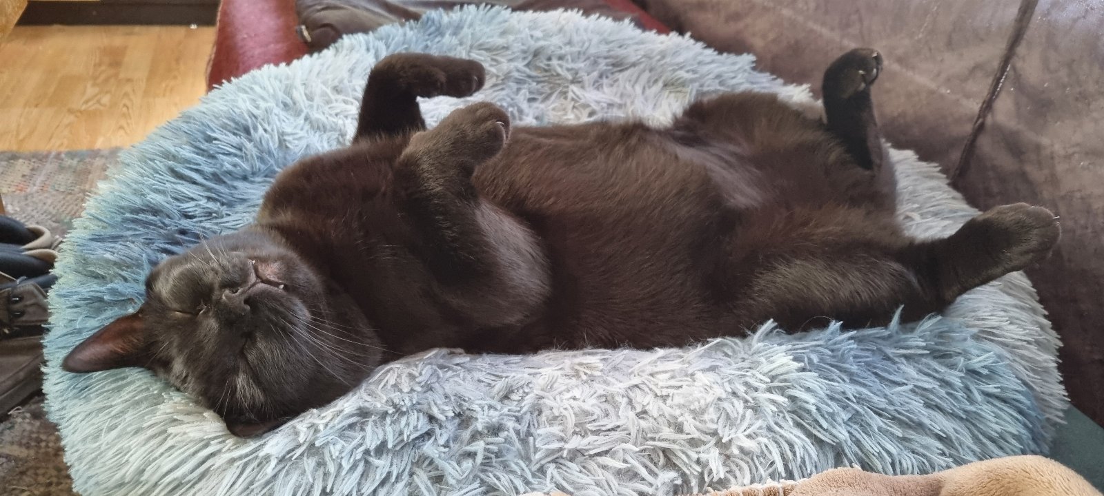 Jiska, pet sitter in Mijdrecht, photo 3