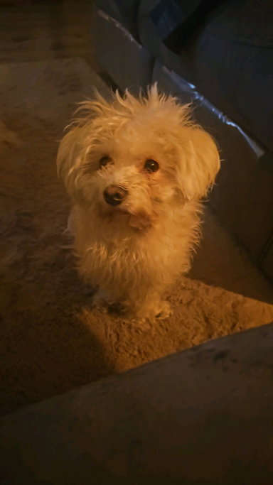 Melissa, pet sitter in Maren Kessel, photo 5