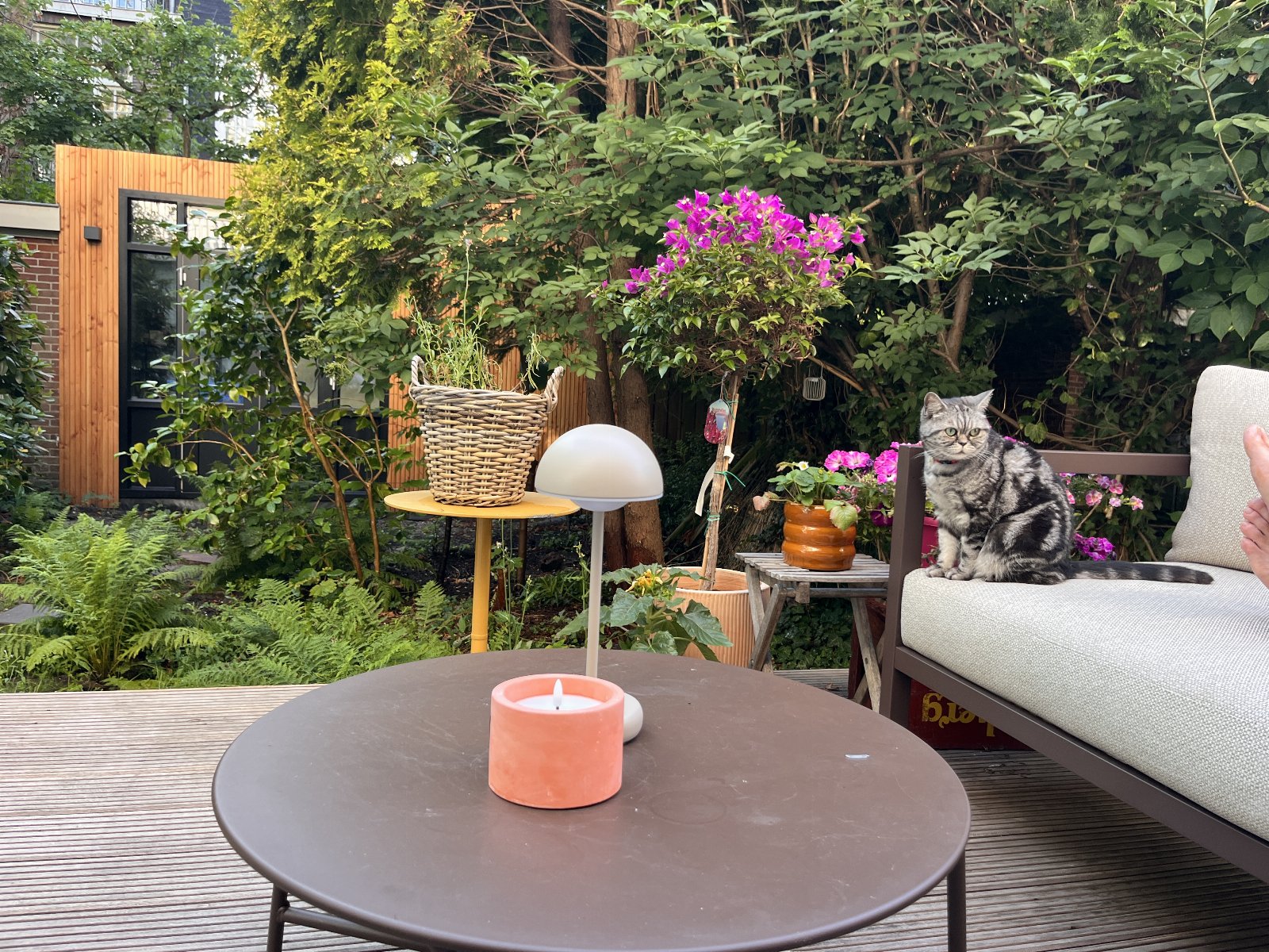 Vera, pet sitter in Amsterdam, photo 1