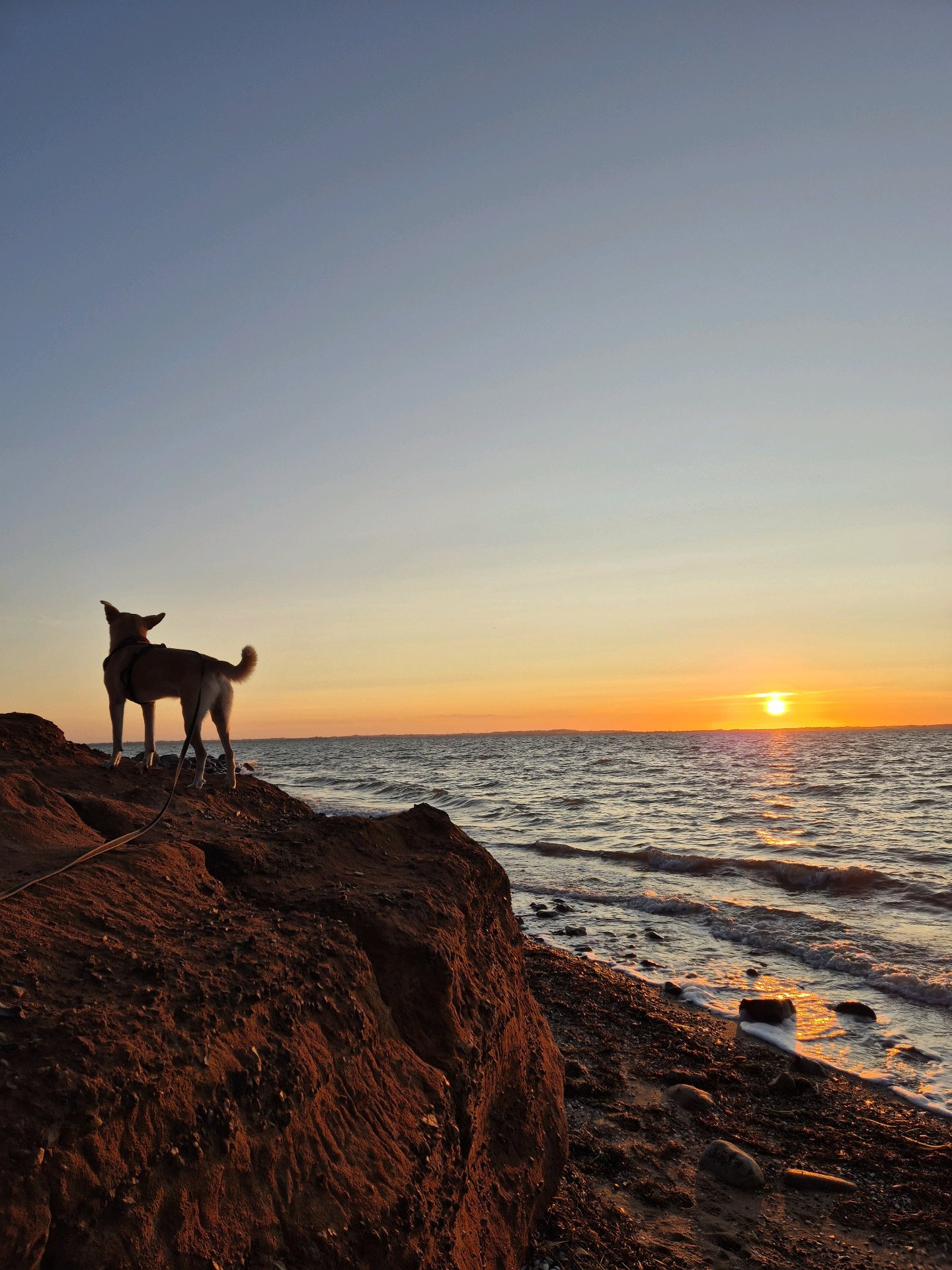 Nanouk, pet sitter in Weesp, photo 1