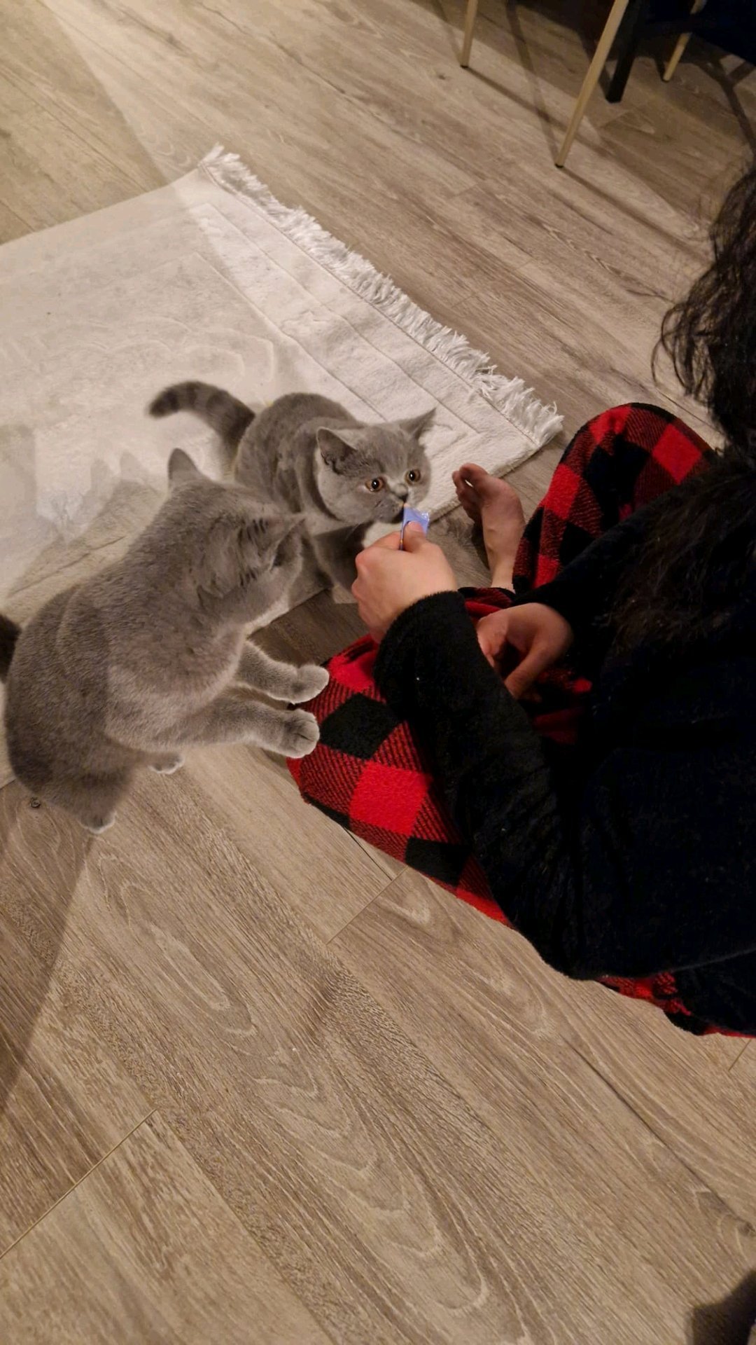 Jaini, pet sitter in 's-Hertogenbosch, photo 2