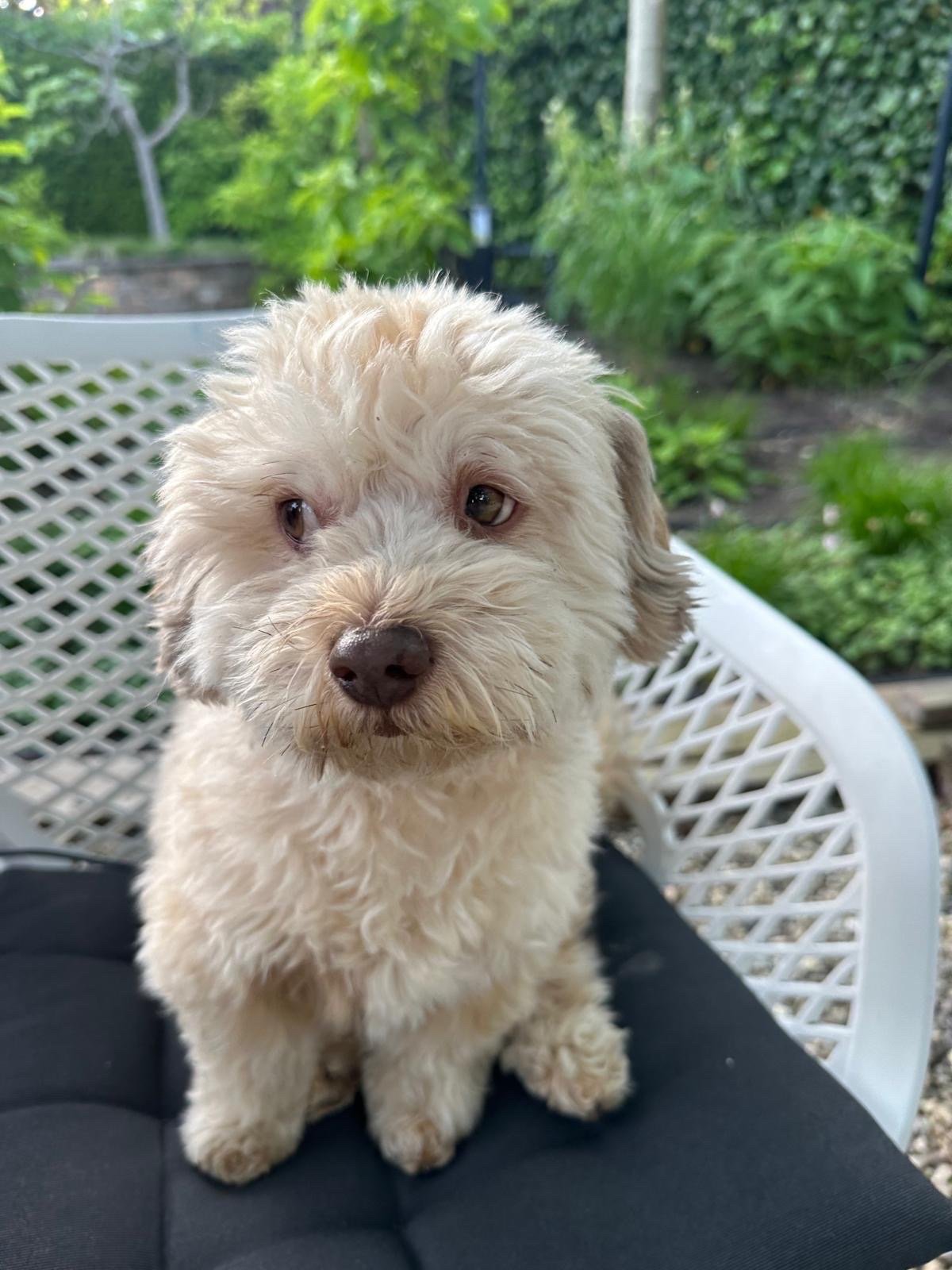 Dieuwertje, pet sitter in Amsterdam, photo 2