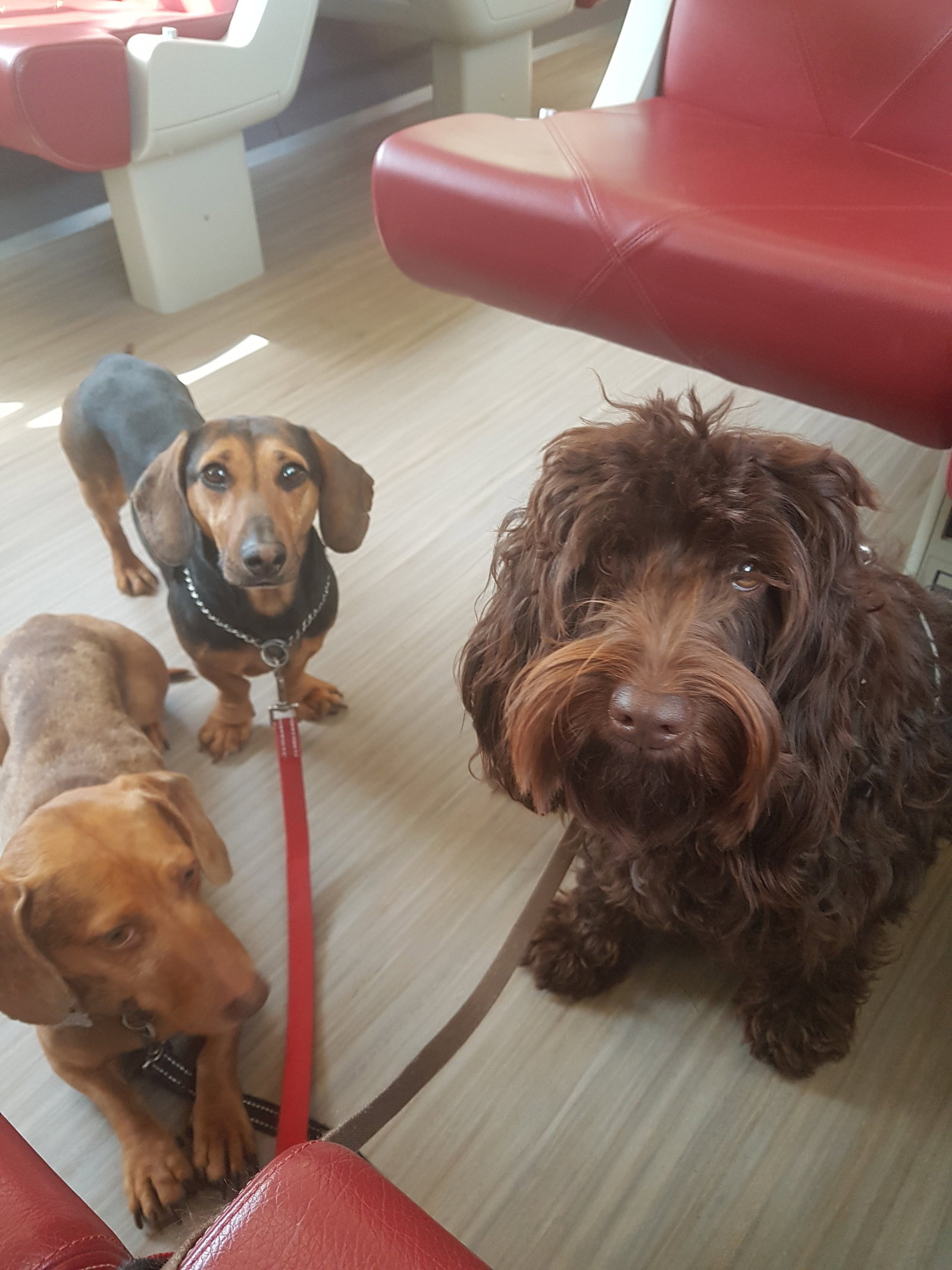 Astrid, dierenoppas in Olst, foto 2