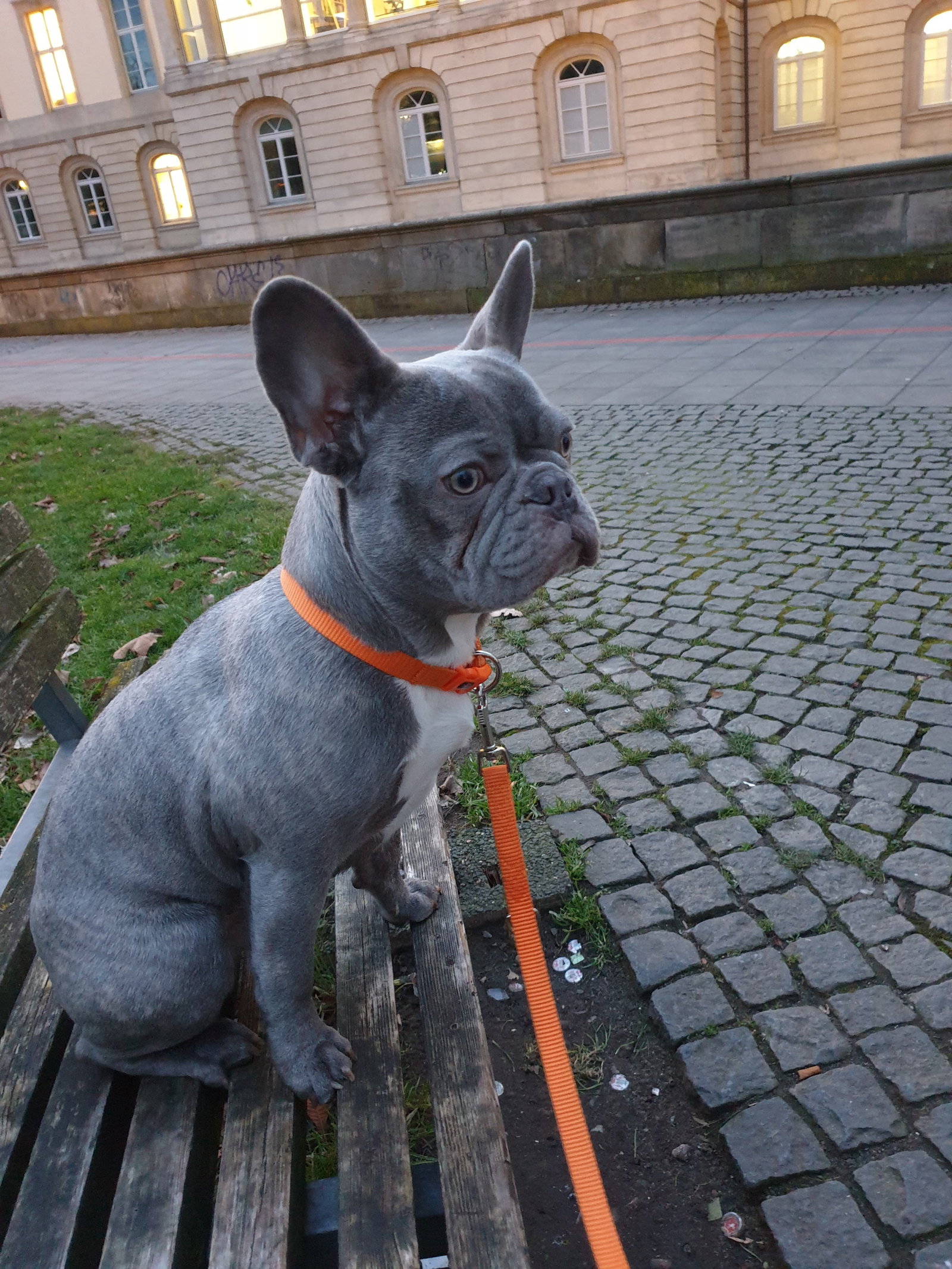 Jana, Tiersitter in Hannover, Foto 3