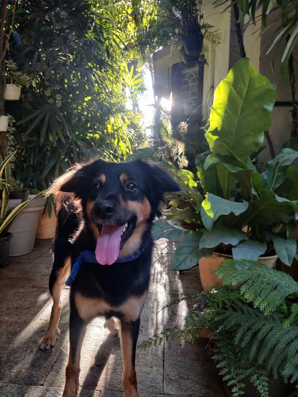 Venkatesh, pet sitter in Velp, photo 3