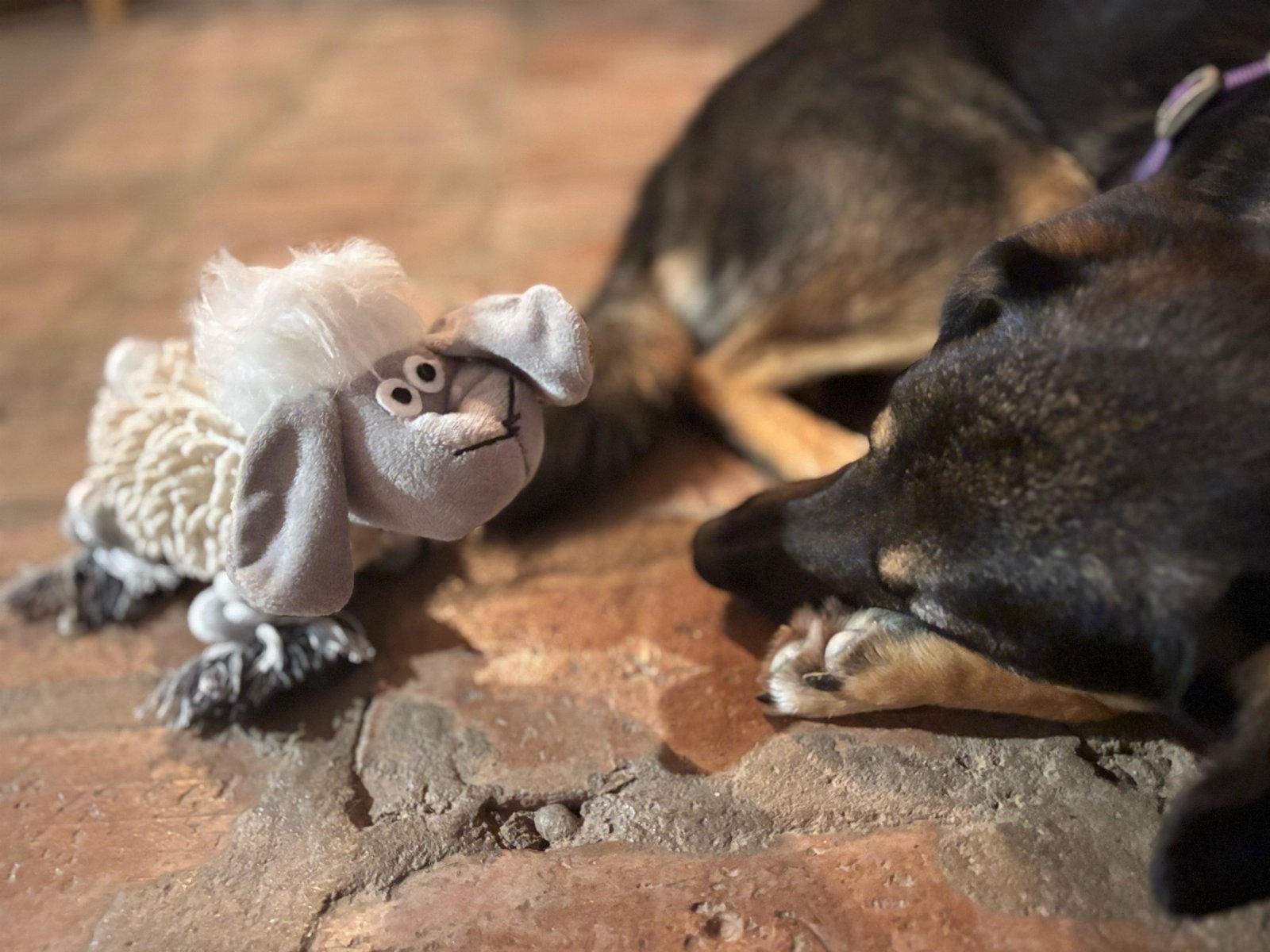 Levinia, pet sitter in 's-Gravenhage, photo 4