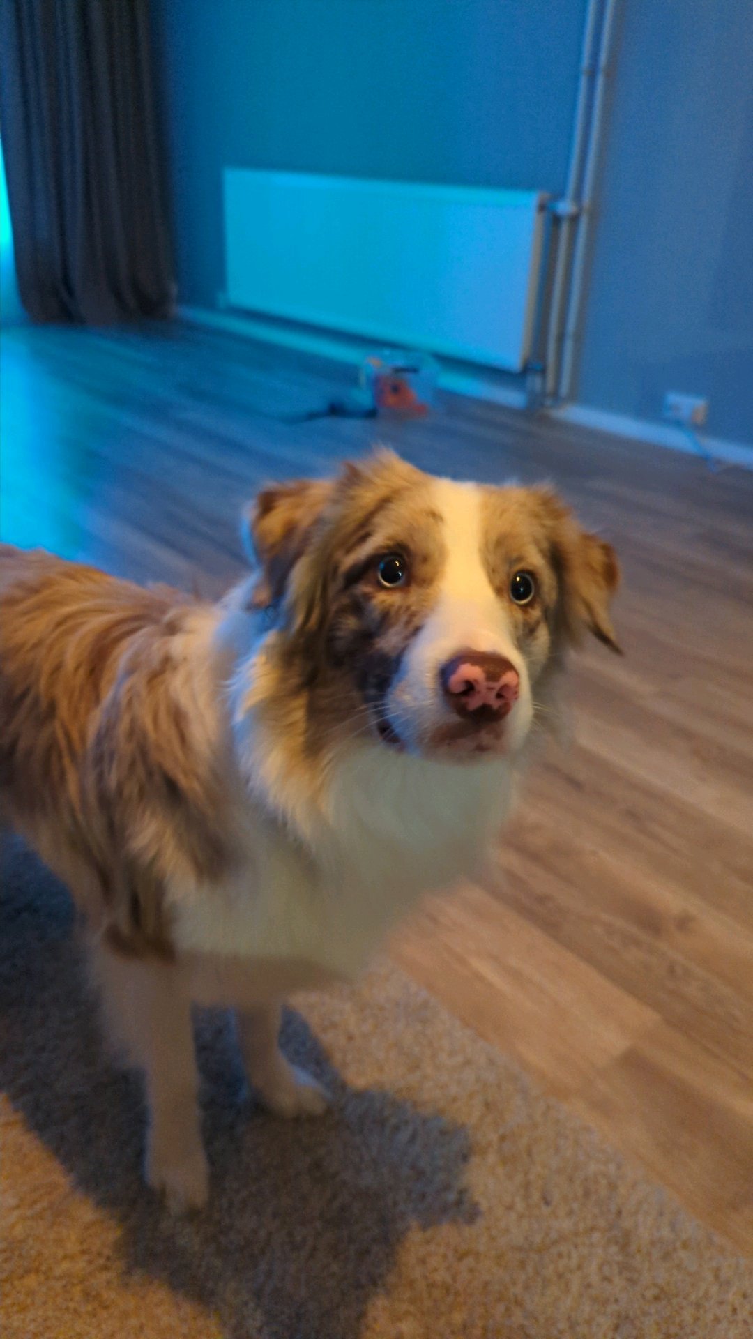 Luciano, pet sitter in Rotterdam, photo 3