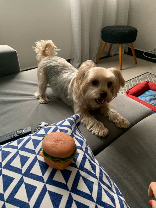 Danielle, pet sitter in Rotterdam, photo 3