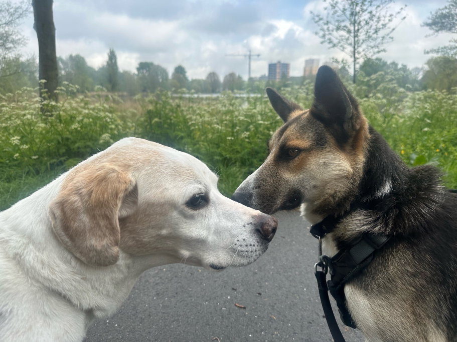 Aliki, pet sitter in Amsterdam, photo 4
