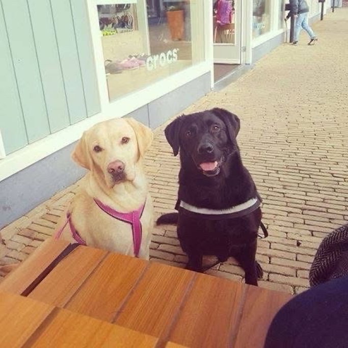 Patrycja, pet sitter in Rotterdam, photo 5