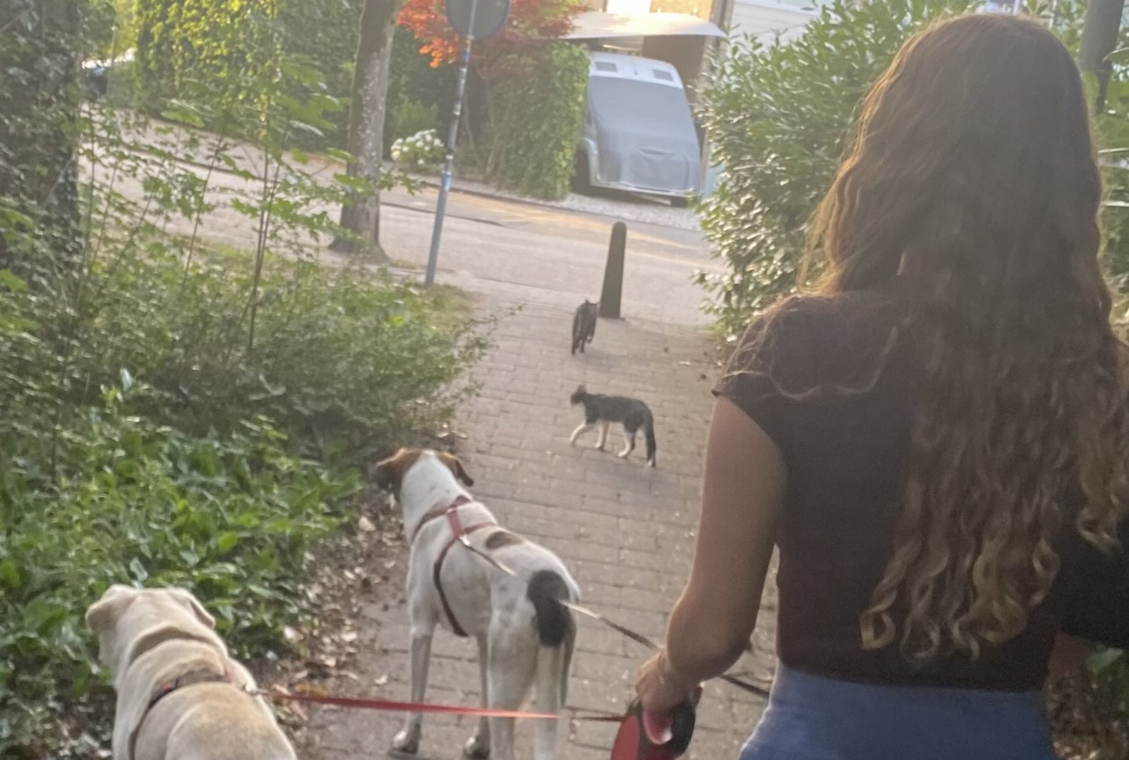Fleur, pet sitter in Nederhemert, photo 1