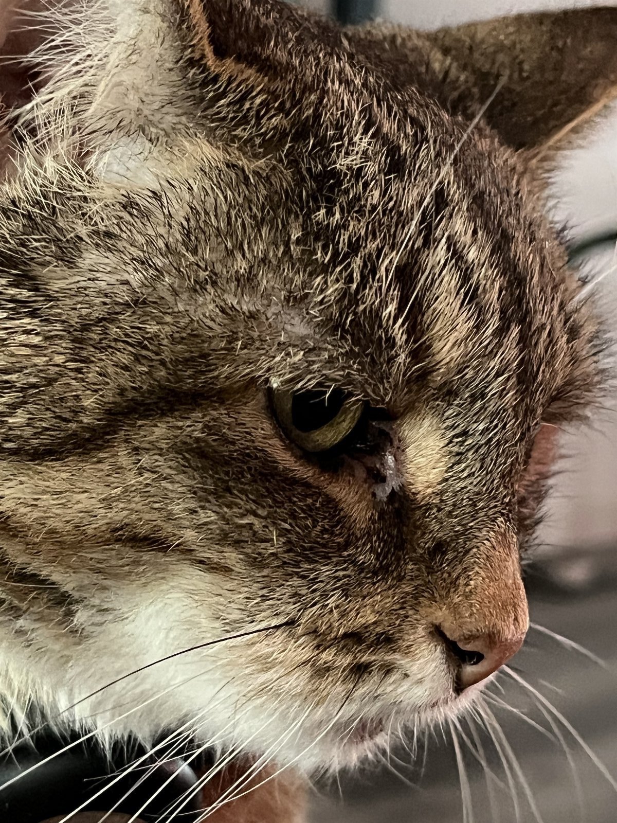 Simone, pet sitter in Leiden, photo 2