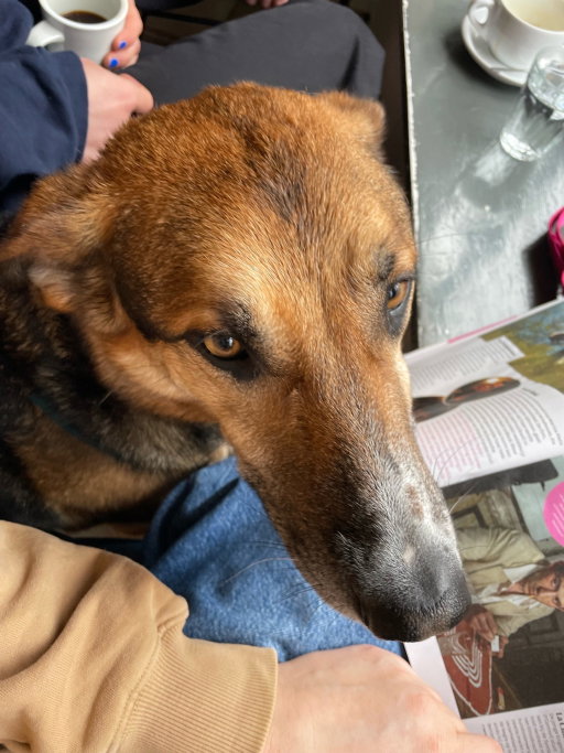 Nina en Stijn, pet sitter in Utrecht, photo 1