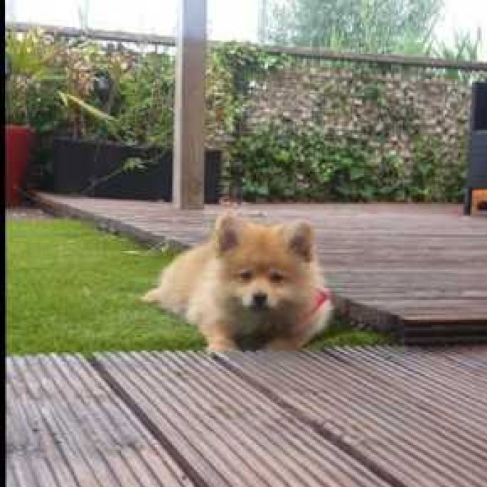 Sumira, pet sitter in 's-Gravenhage, photo 2
