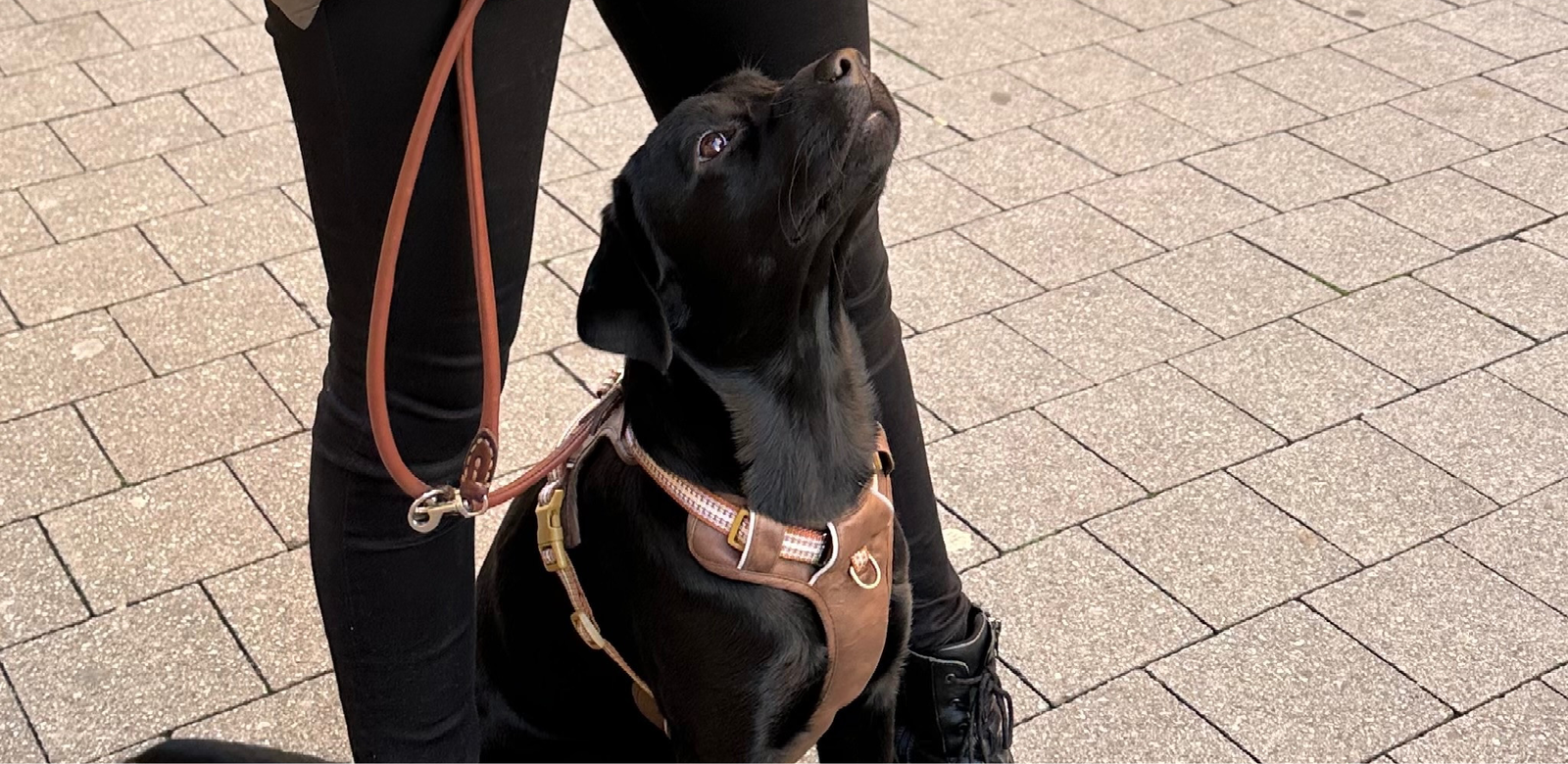 Lea, pet sitter in Hannover, photo 2