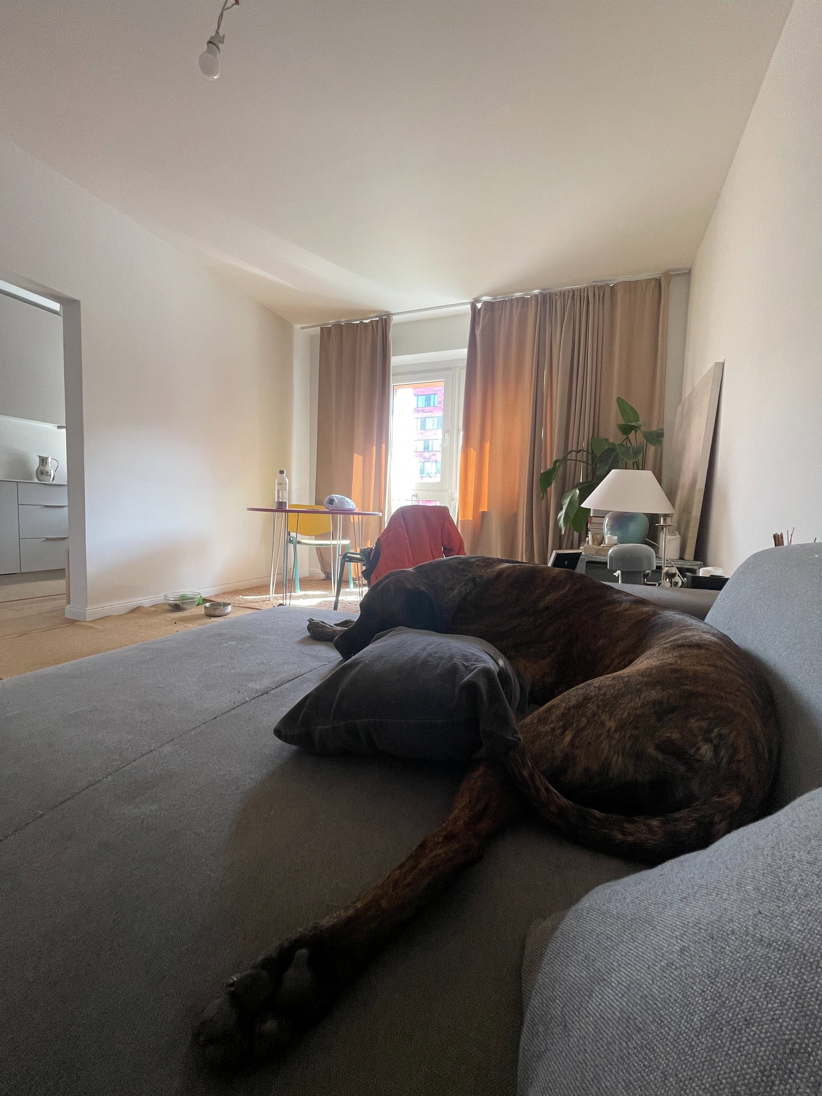 tatjana, Tiersitter in Berlin, Foto 3