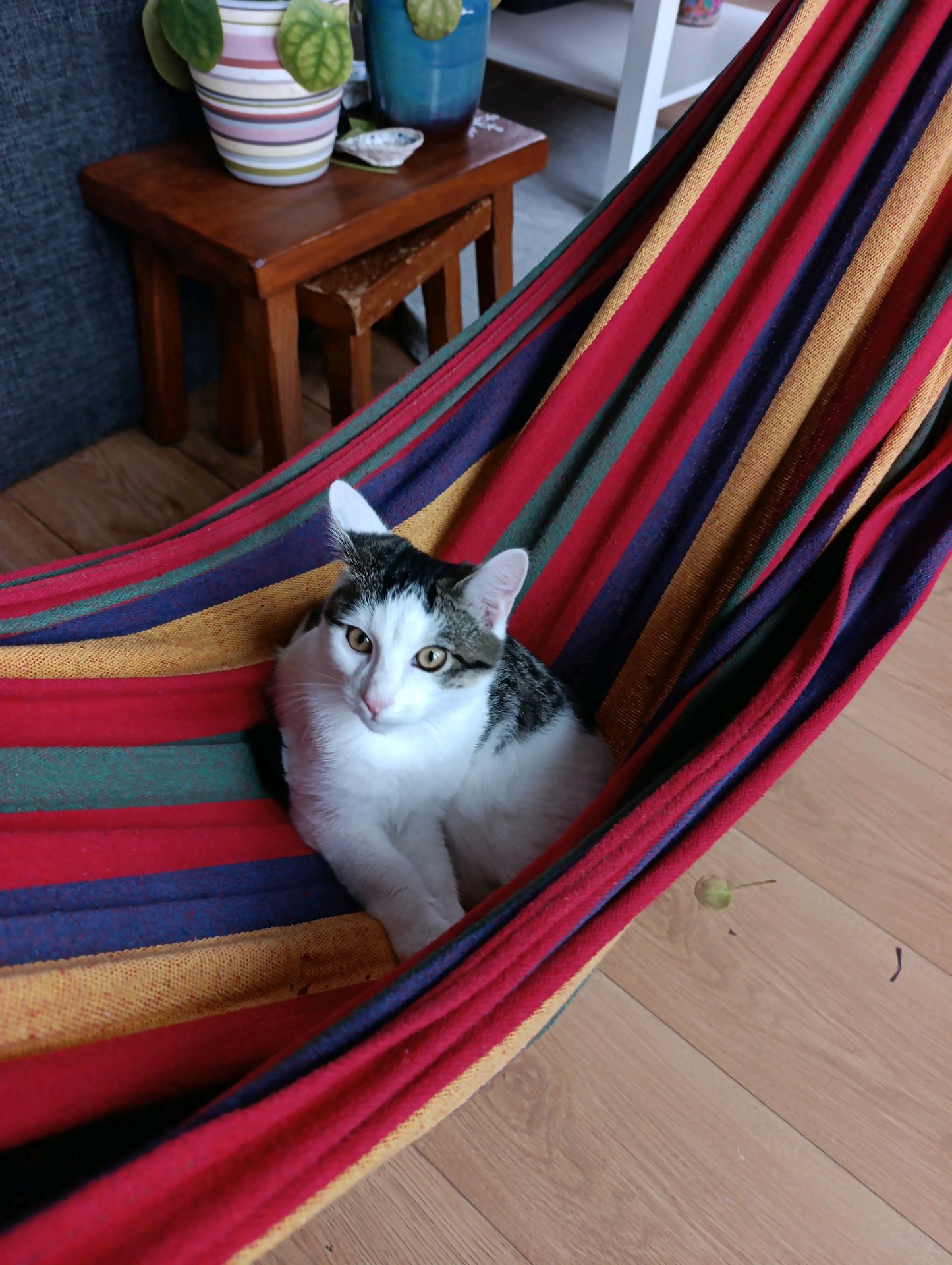 Pedro, pet sitter in Breda, photo 2