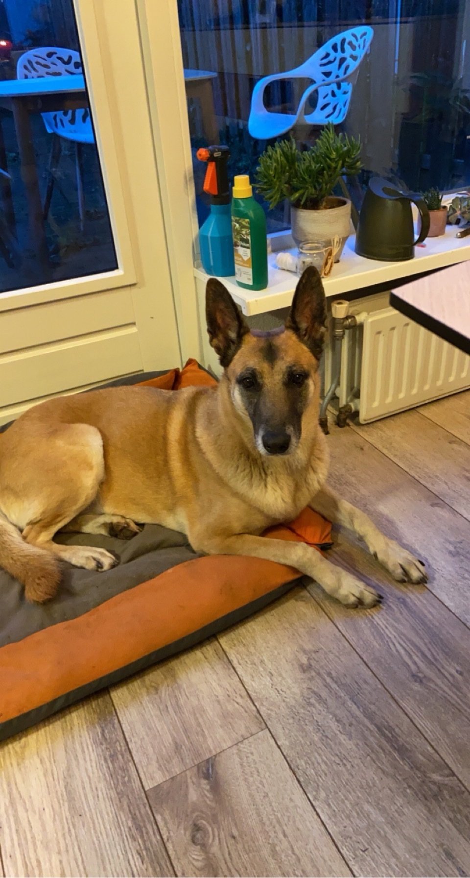 Louise, Tiersitter in münchen, Foto 3