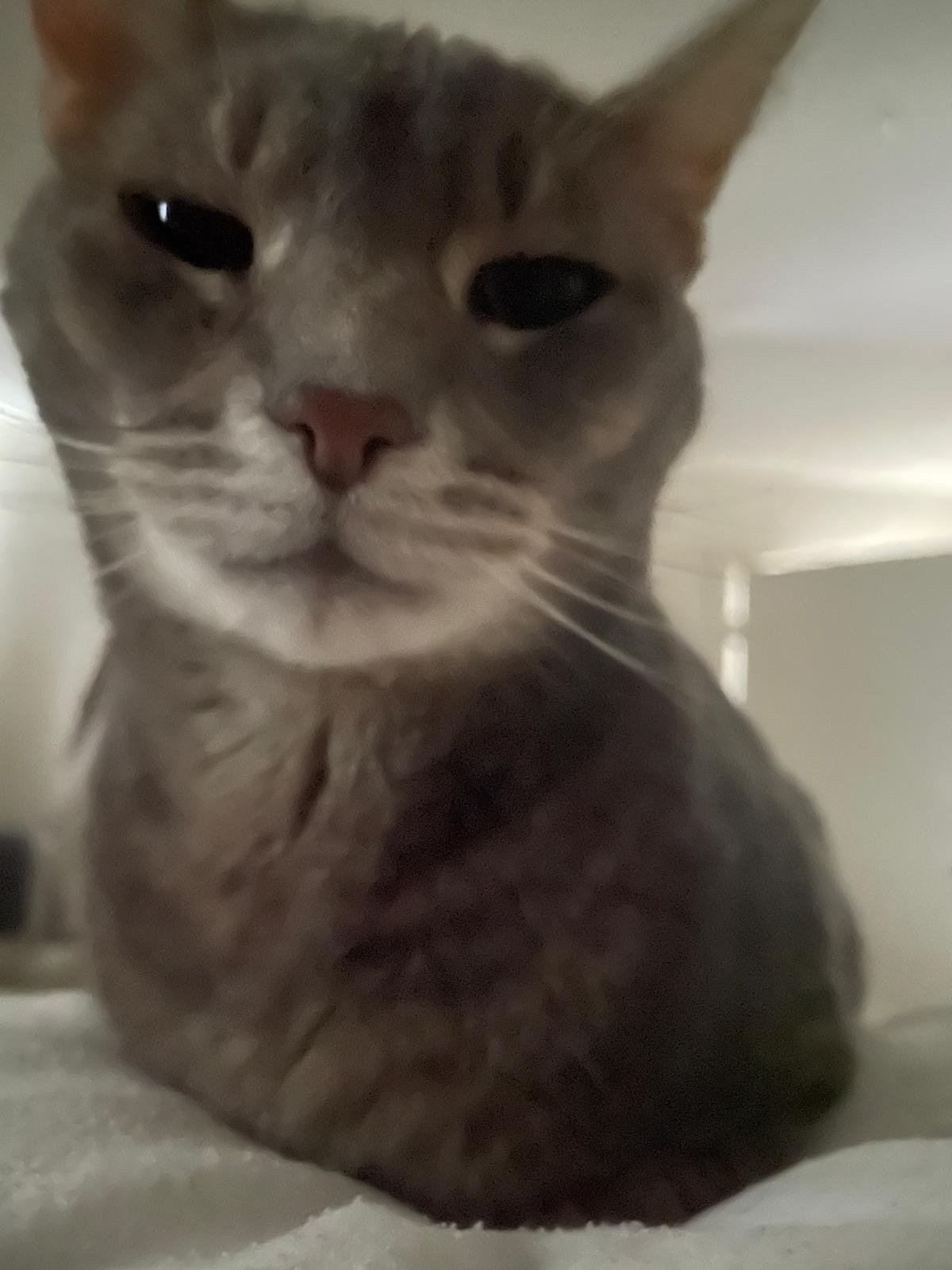 Noor, pet sitter in Naarden, photo 2